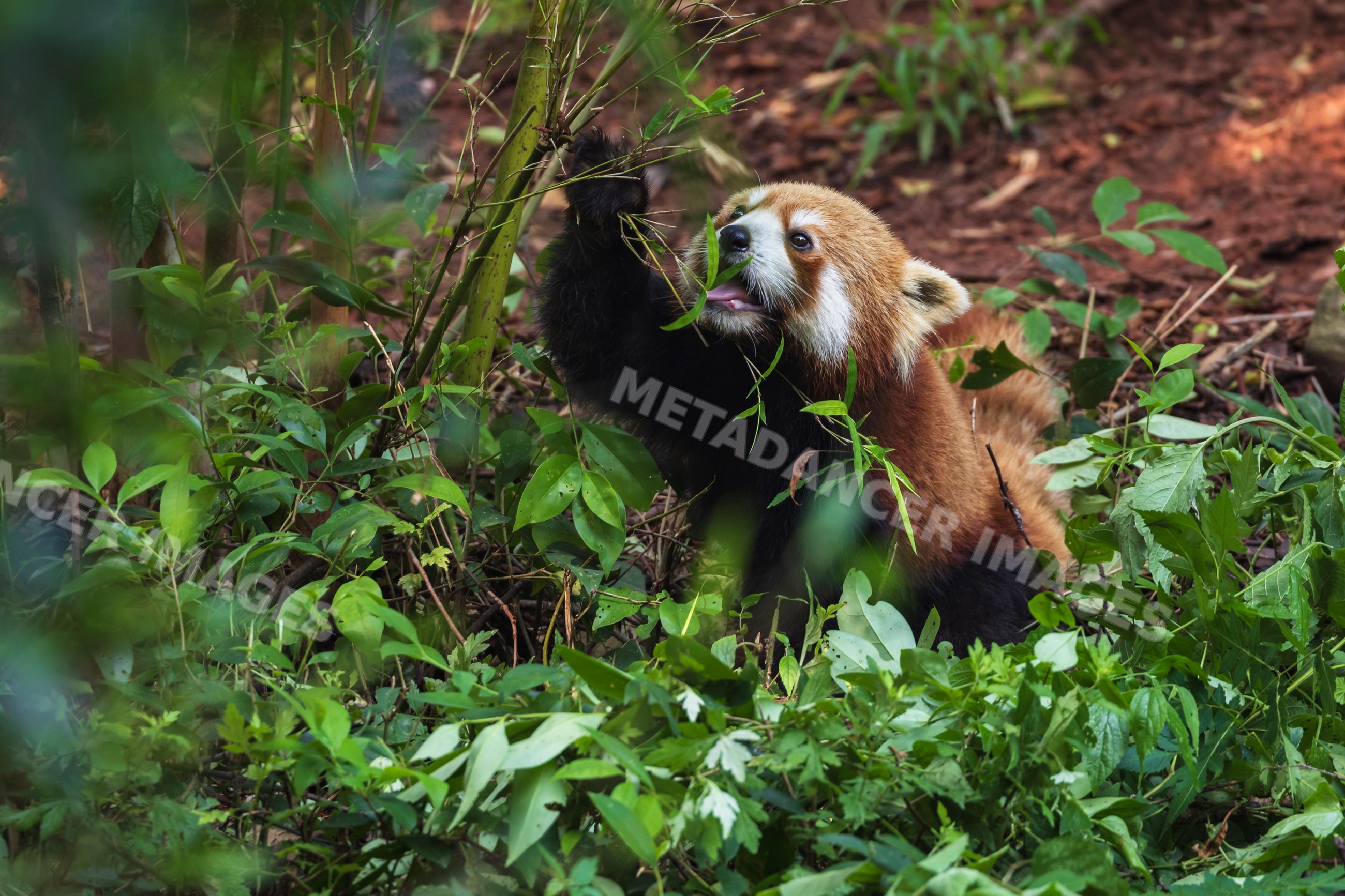 Red panda eating Bamboo on forest floor in chengdu, sichuan