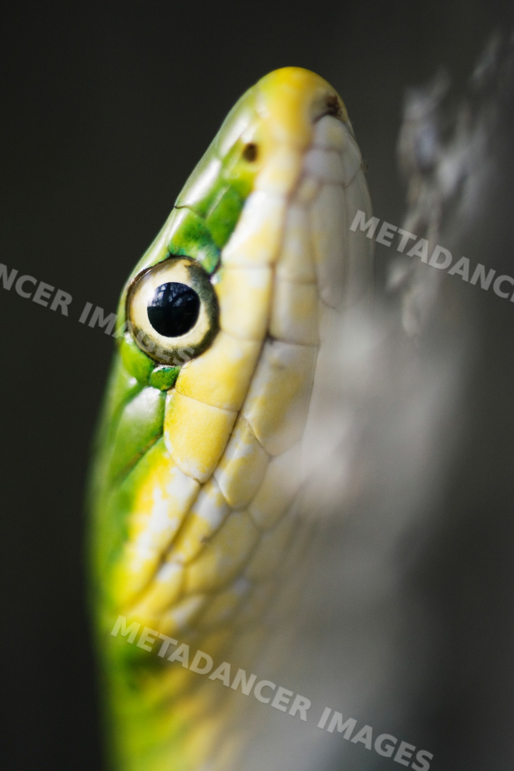 Close-up of green tree snake head in Texas habitat