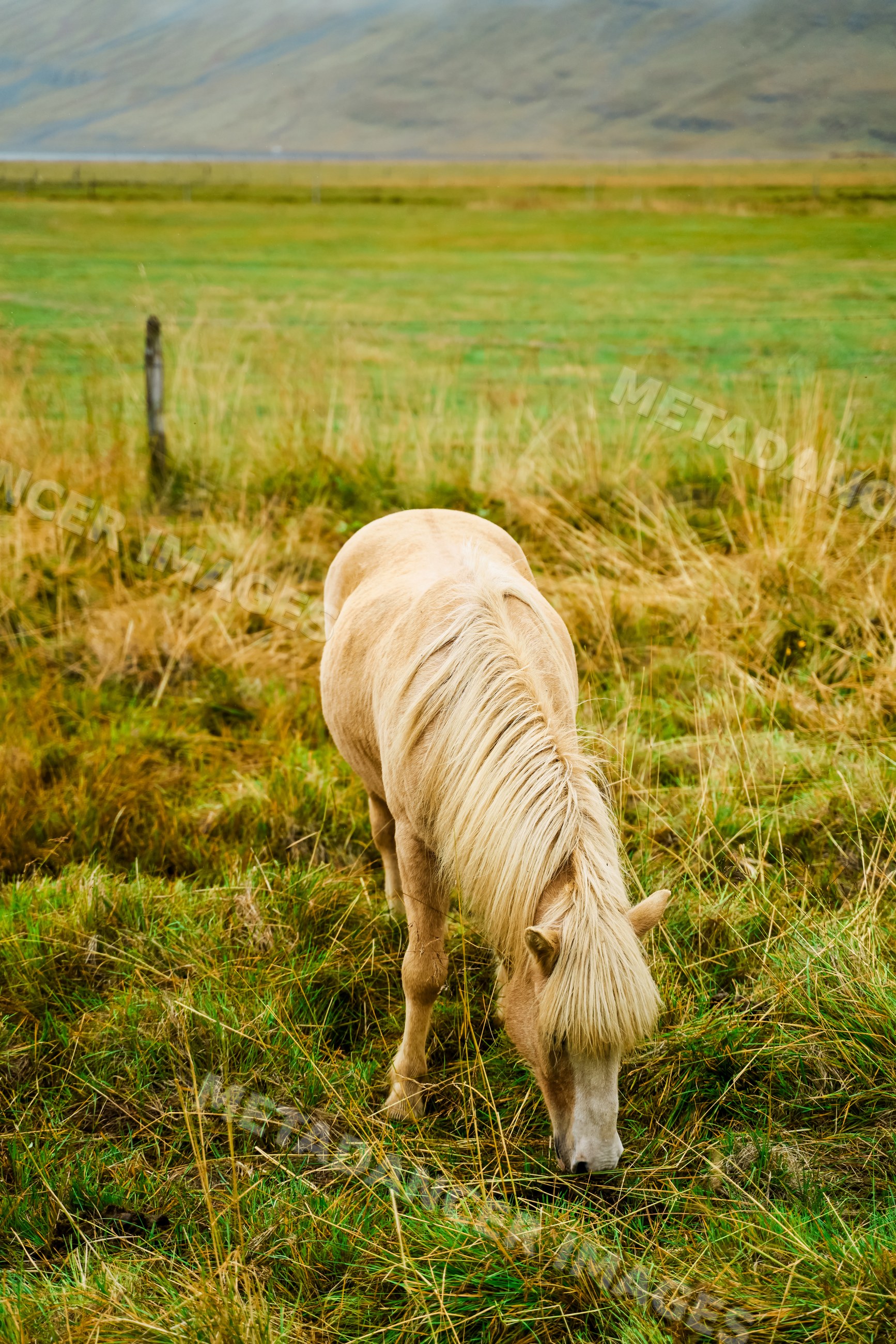 A light-colored horse grazing in a pasture in Iceland