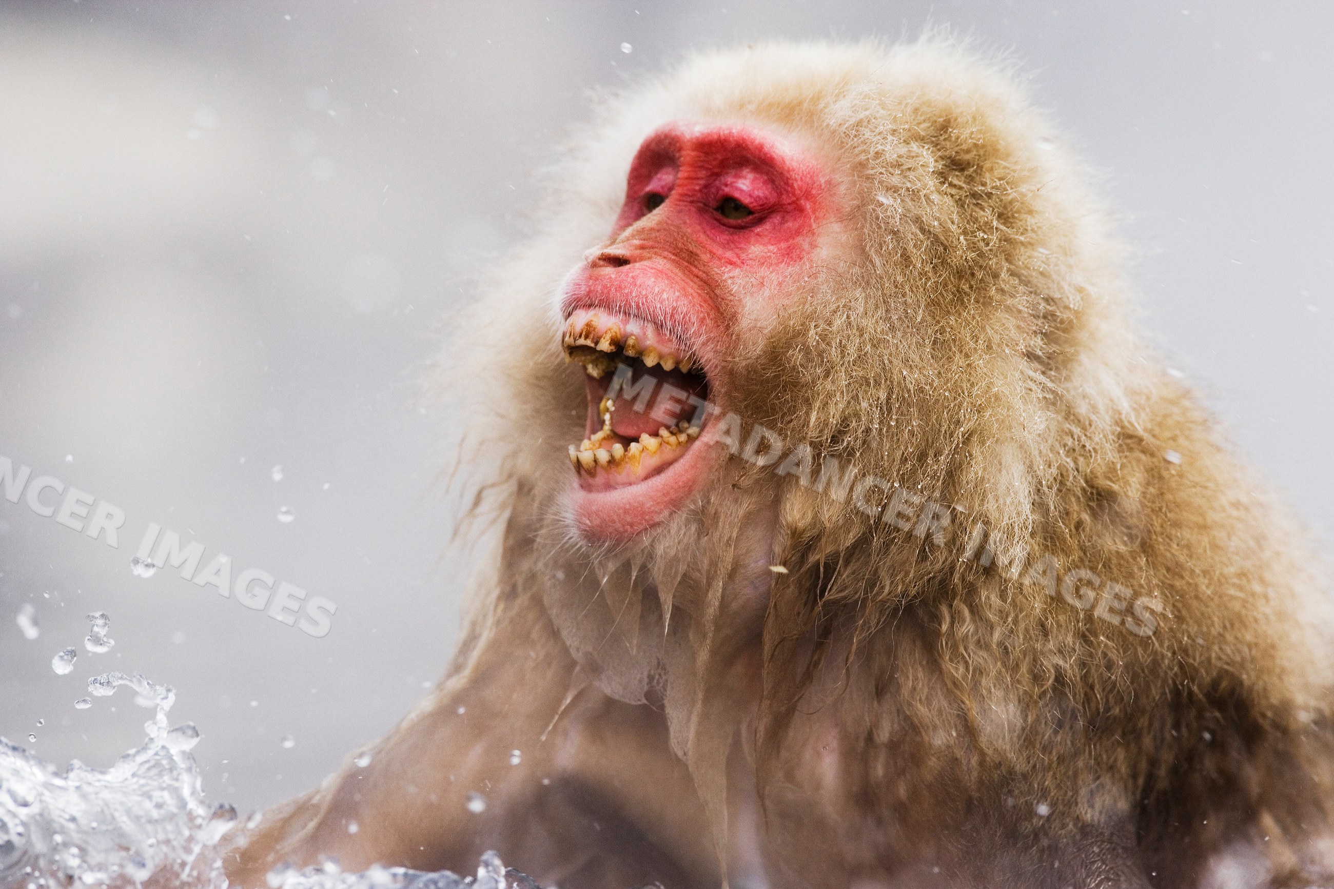 Japanese macaque yelling in winter wildlife in Japan Asia