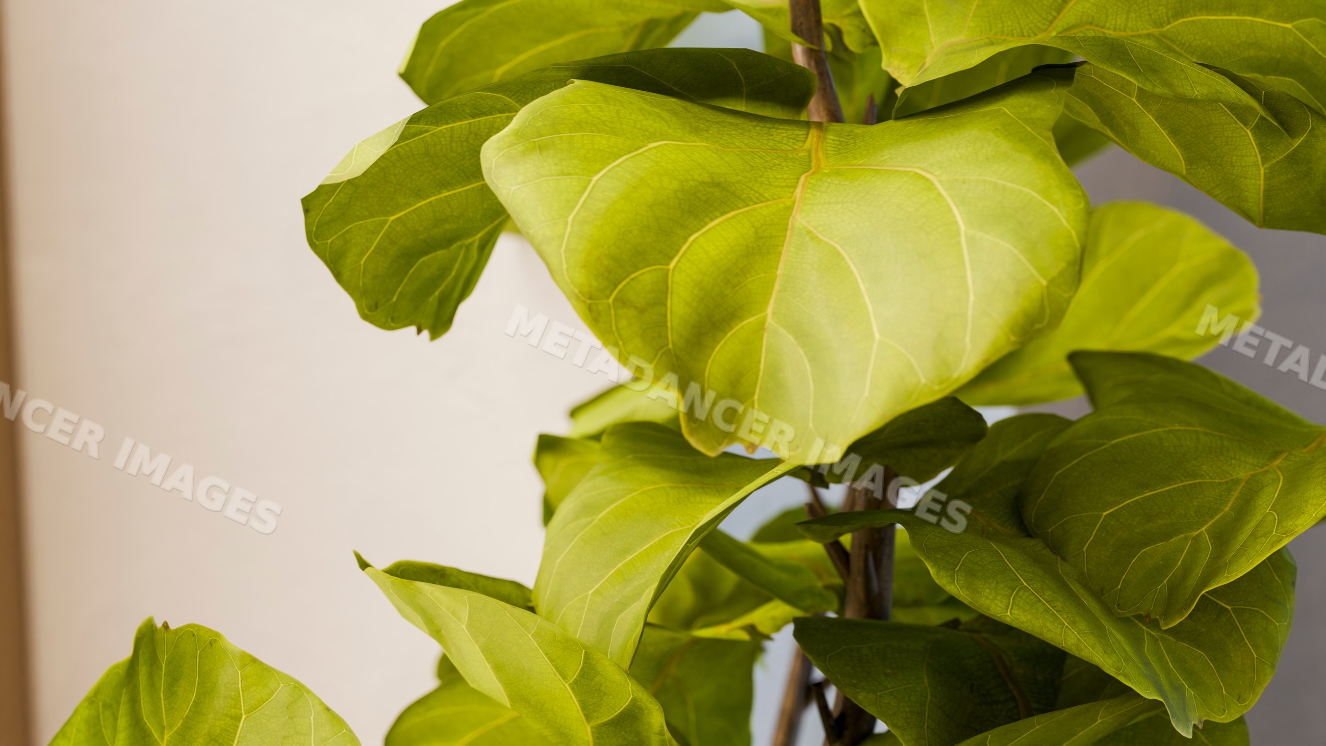 Fiddle leaf fig houseplant with vibrant green leaves indoors