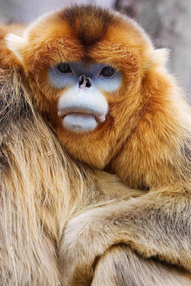 Golden monkey close-up shaanxi province china