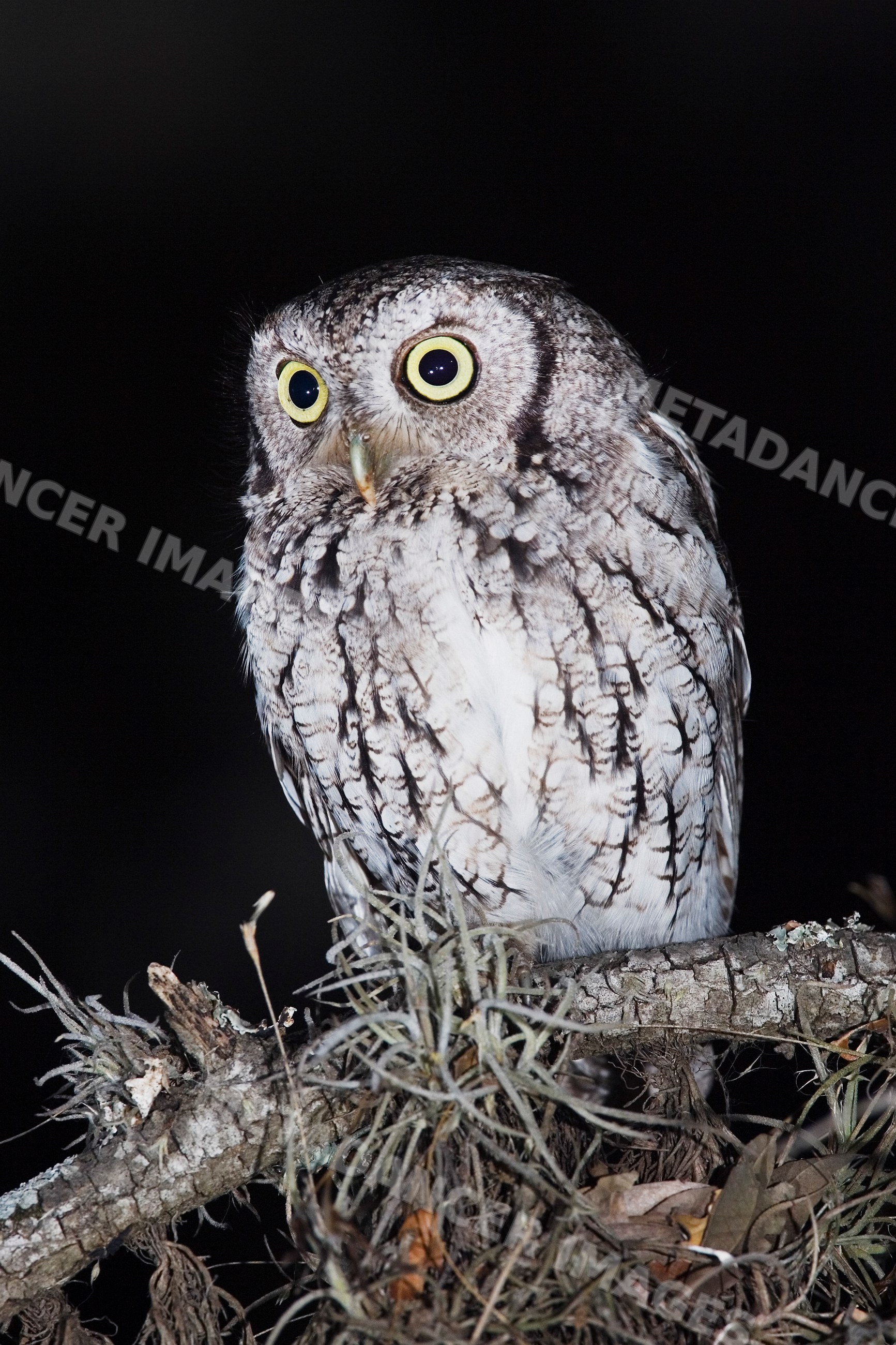 Screech owl perched on branch at night in Texas