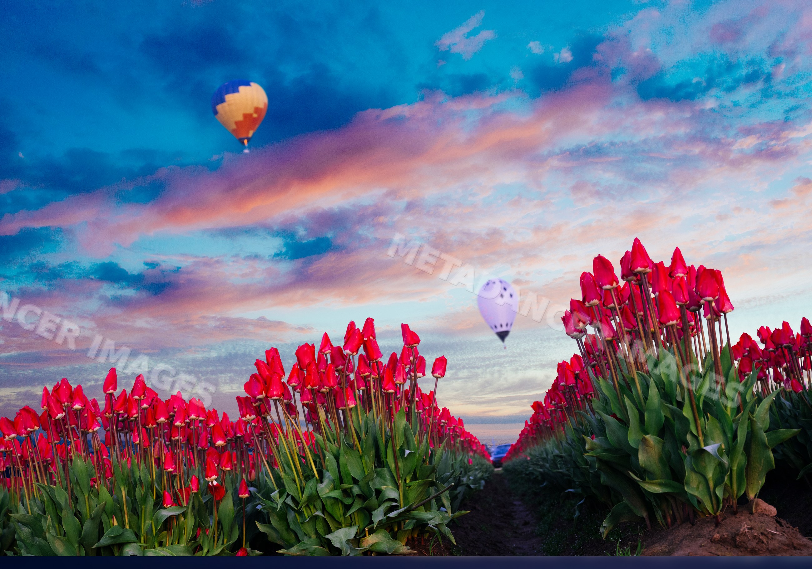 Red tulip field with hot air balloons flying at sunset
