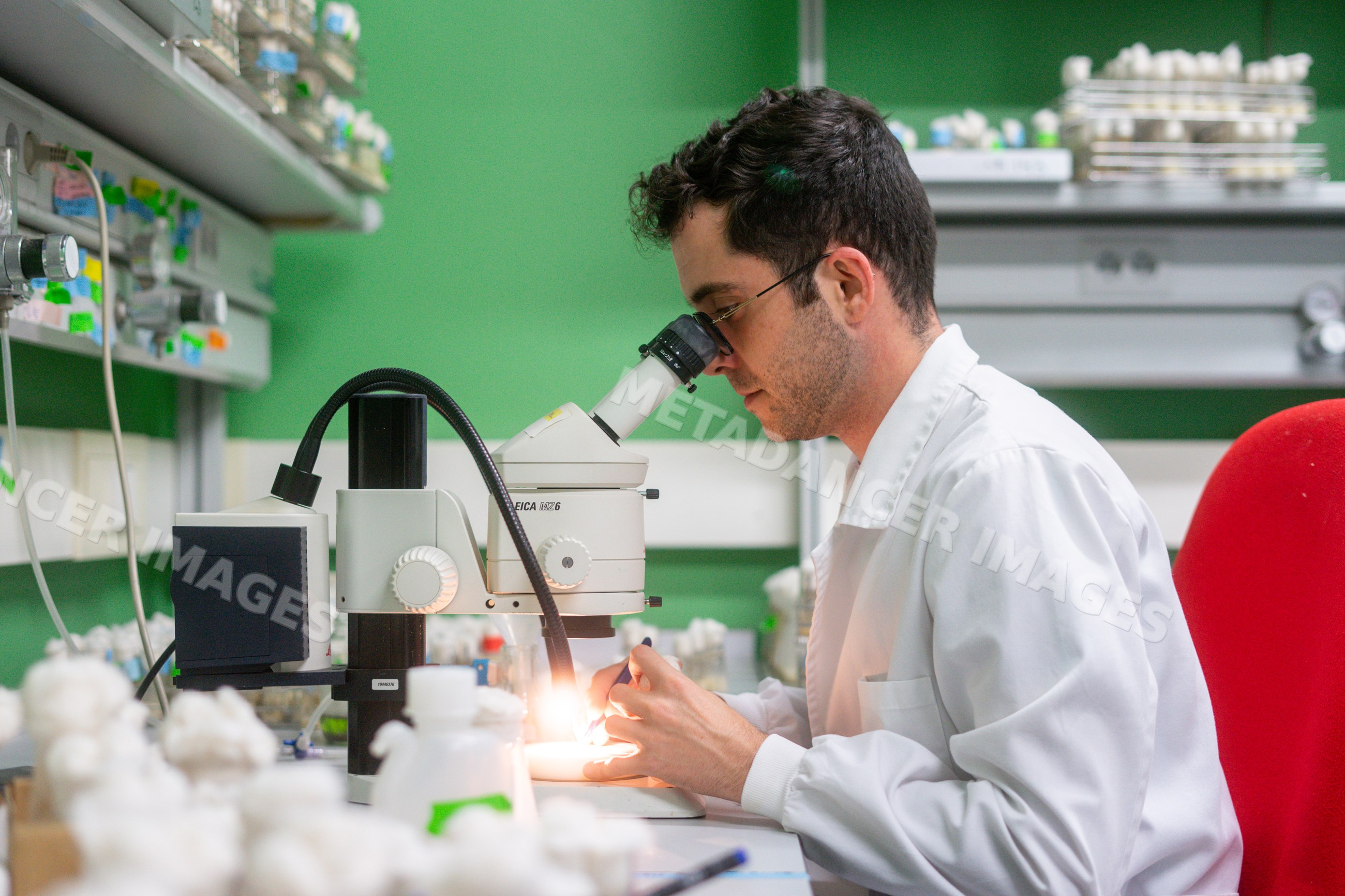 Scientist uses a microscope for research