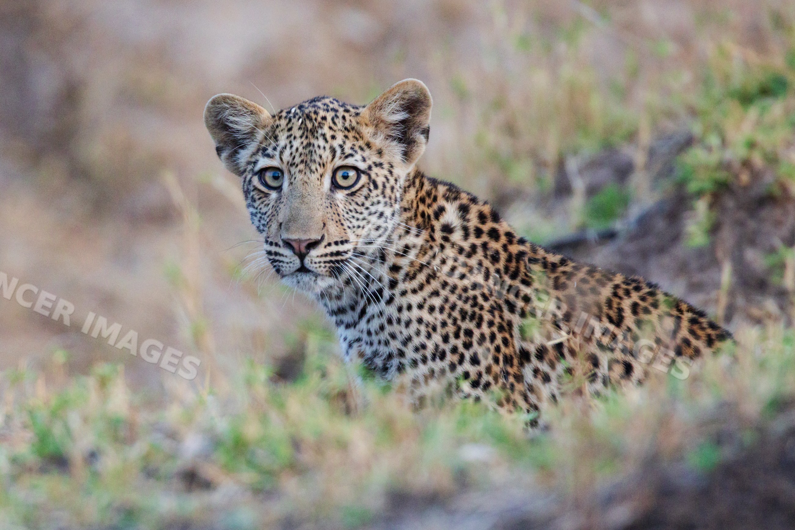 Female leopard crouching in grass in a park
