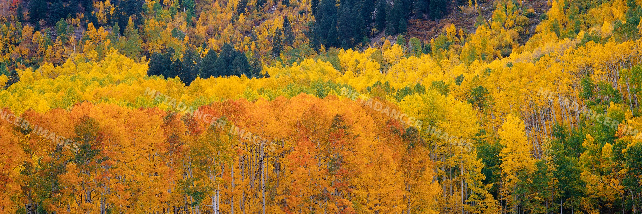 Aspen trees with colorful autumn leaves in forest landscape