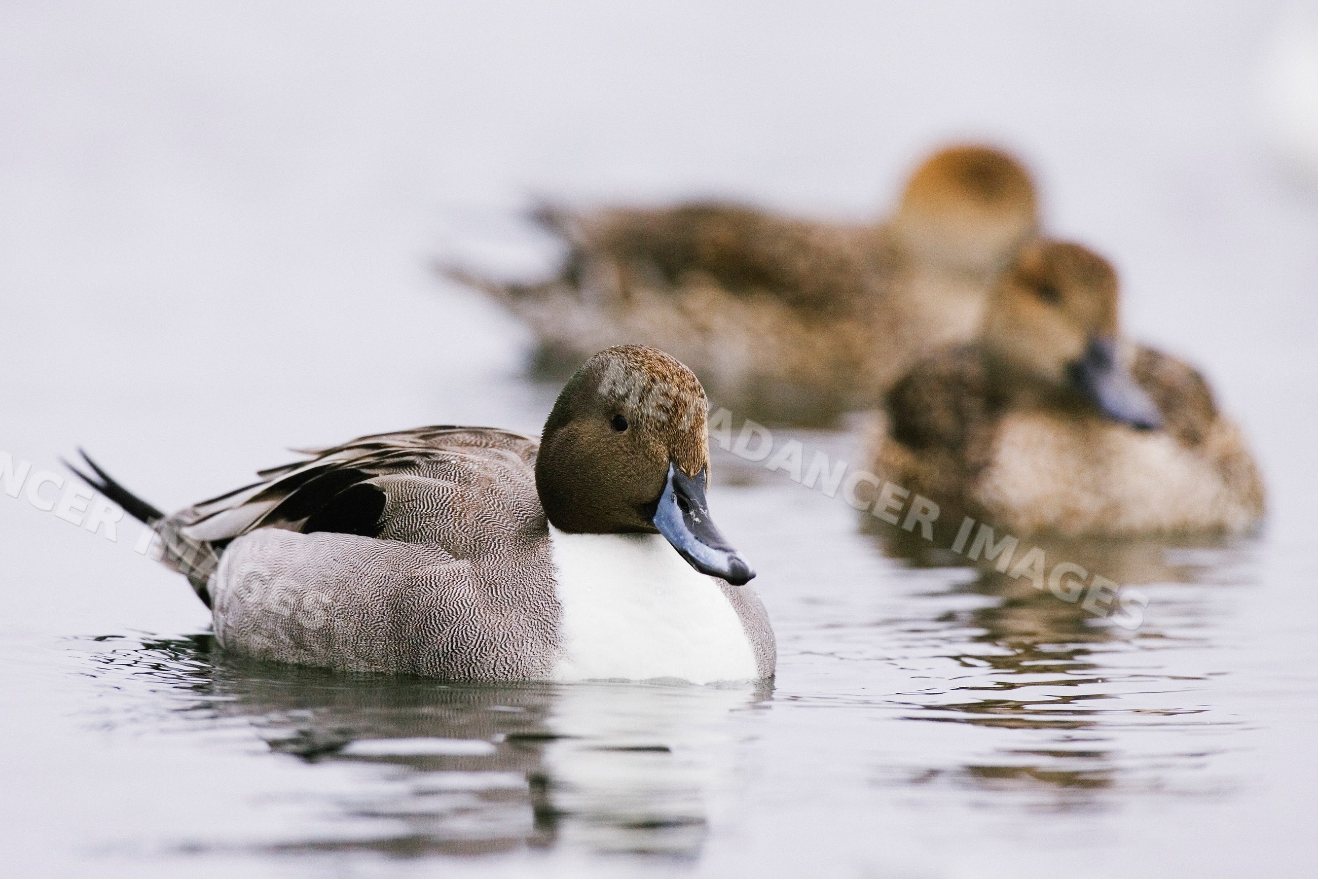 Northern pintail ducks swimming on a pond Japan