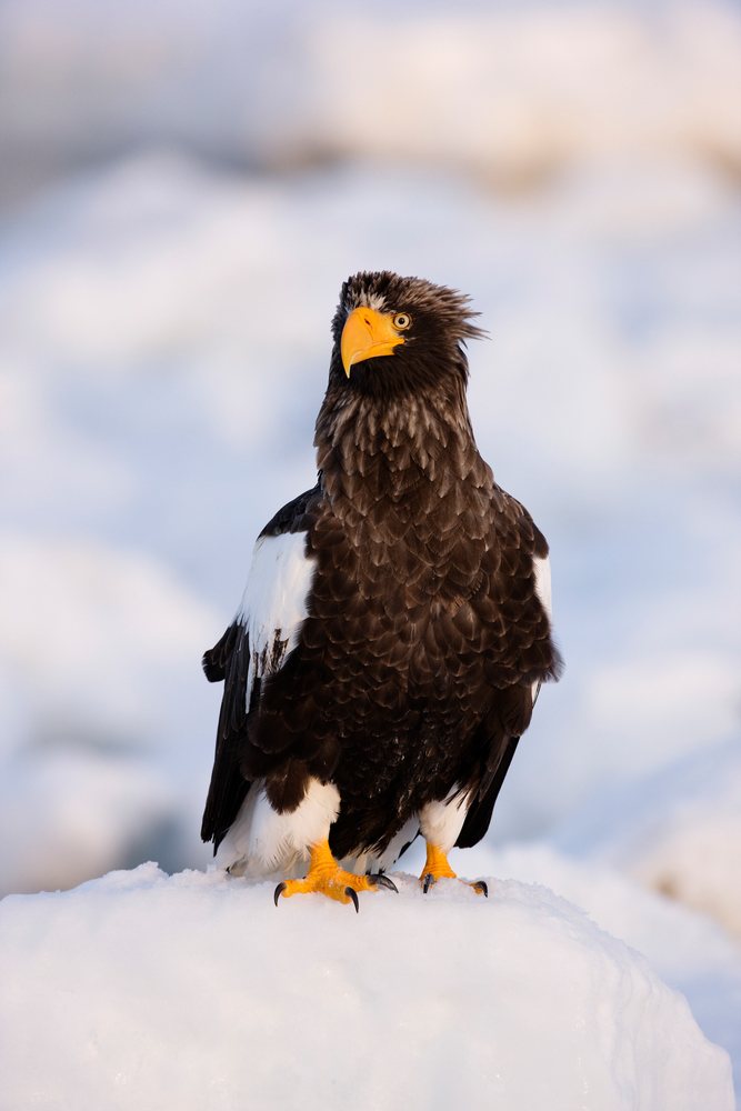 Steller's sea eagle perched on snow, japan