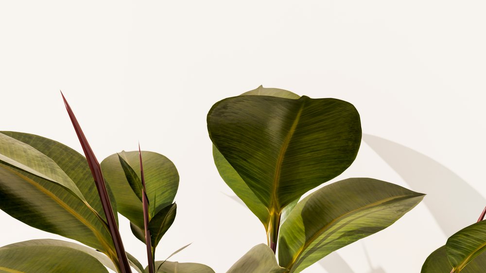 Tropical plant with large green leaves indoors