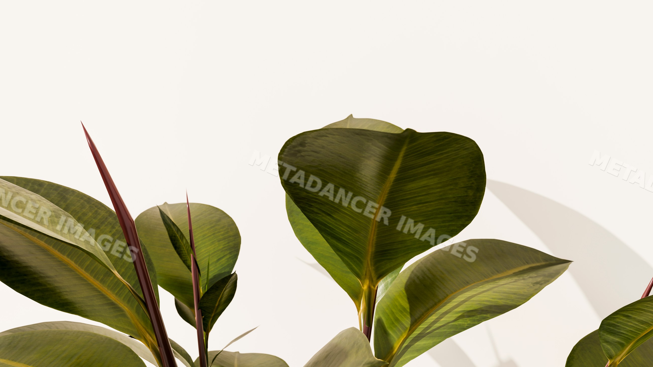 Tropical plant with large green leaves indoors