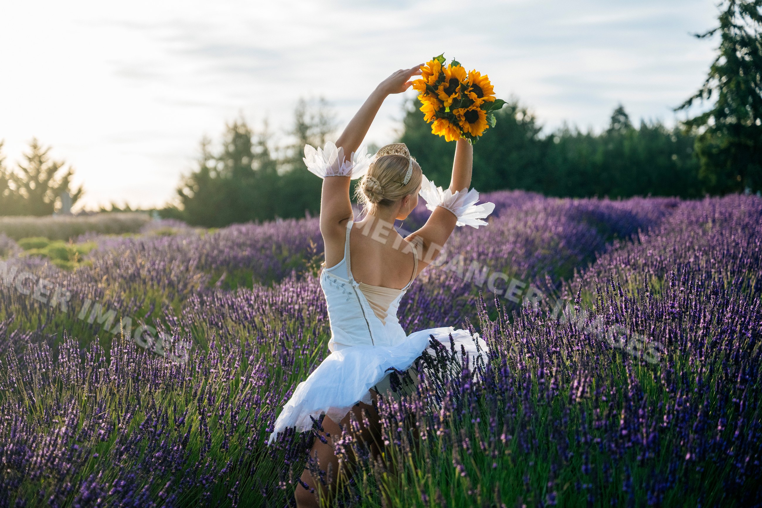 A ballet white dancer holds sunflowers dancing in a lavender field