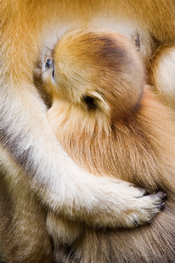 Close-up of golden monkey infant with mother china