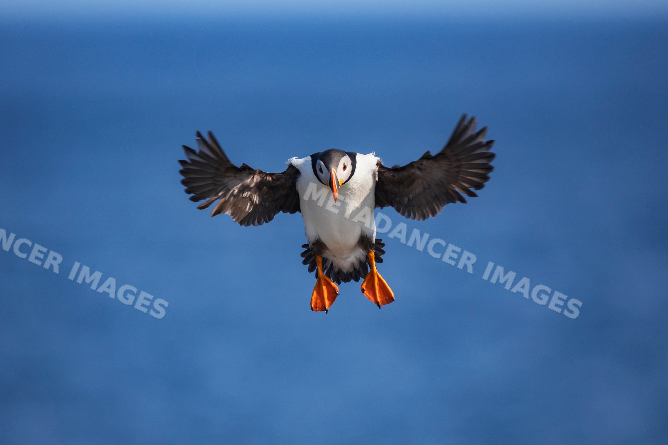 Atlantic Puffin flying with wings spread near elliston