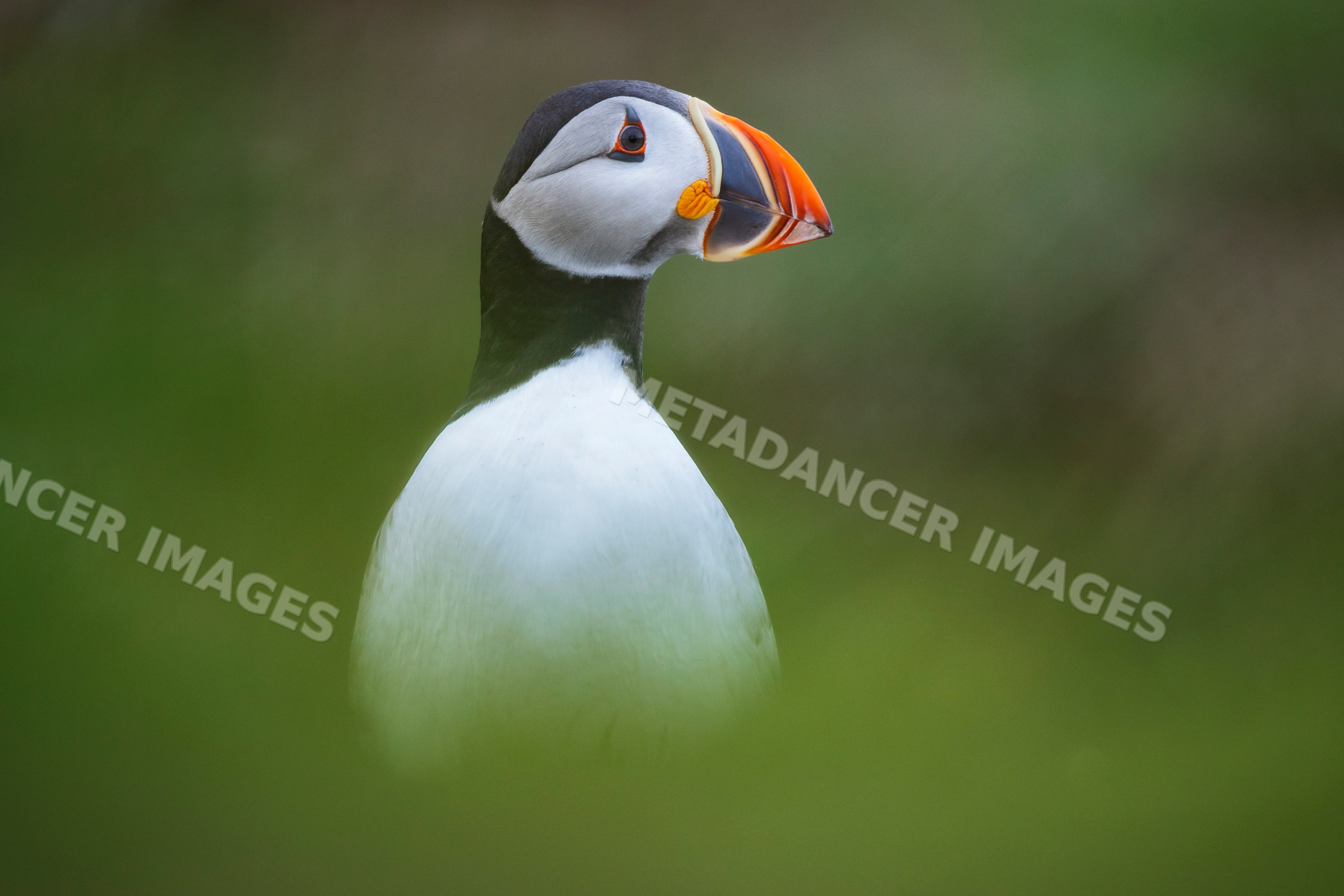 Puffin bird profile in Newfoundland & labrador landscape