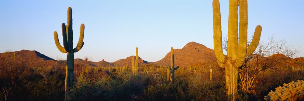 Saguaro cacti and desert landscape at sunset