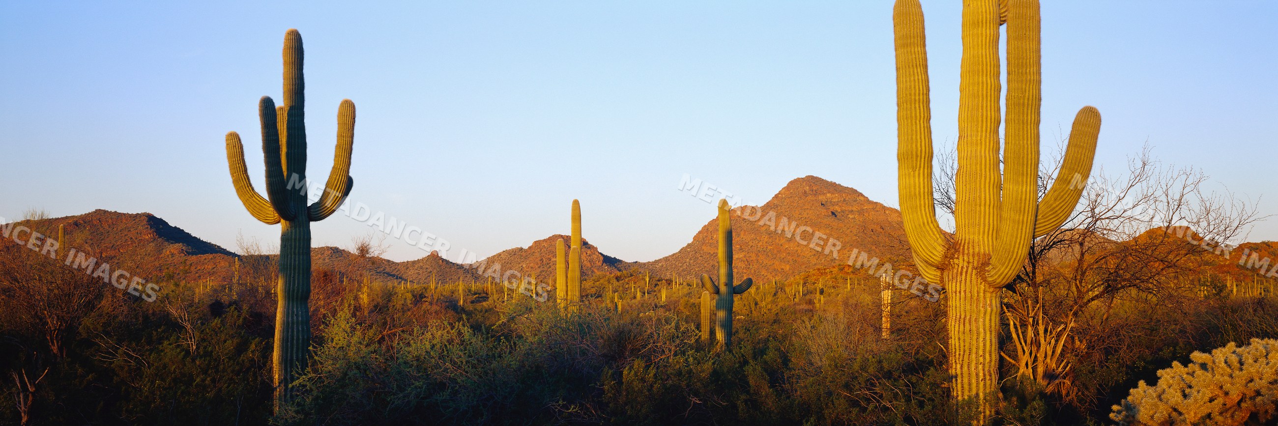 Saguaro cacti and desert landscape at sunset