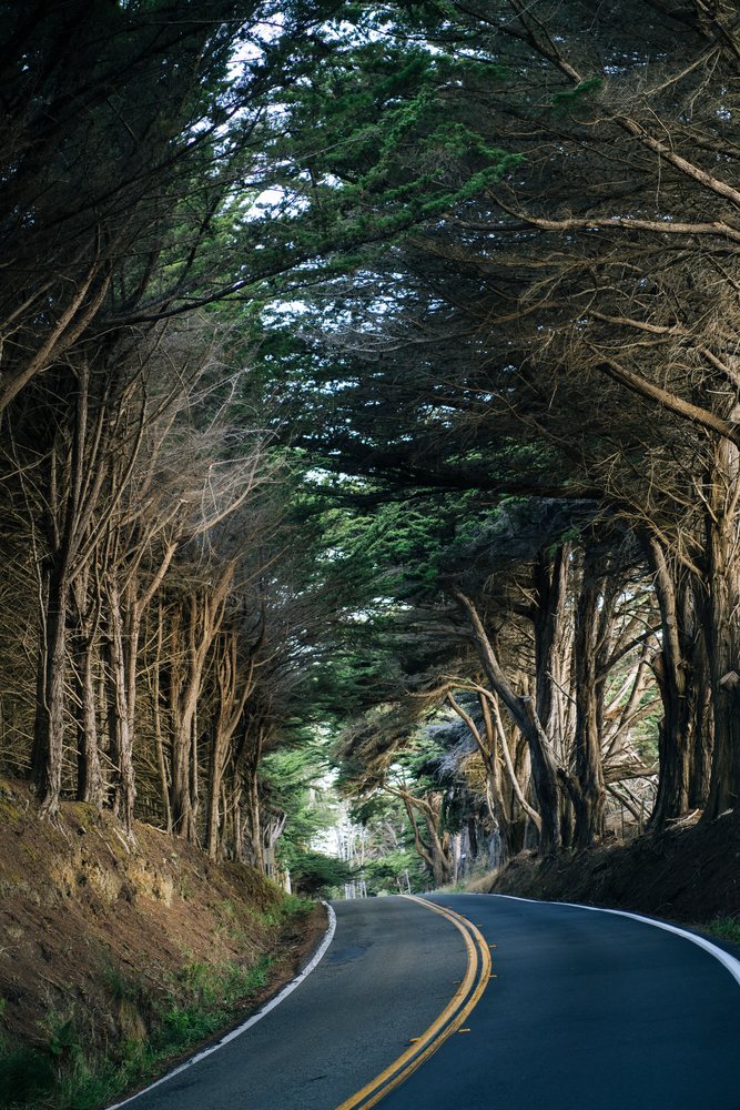 Winding asphalt road through forest with tree canopy in northern