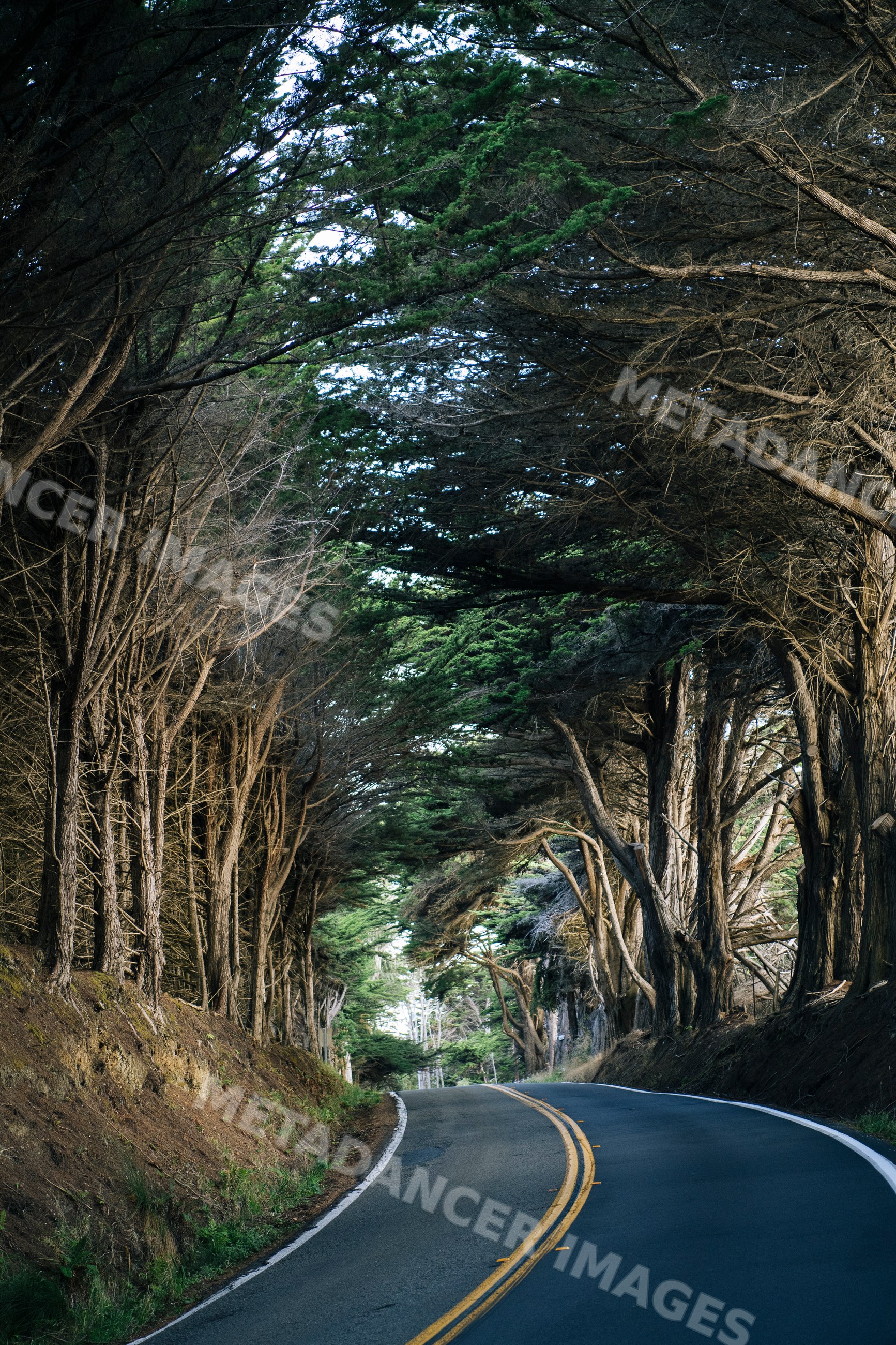 Winding asphalt road through forest with tree canopy in northern