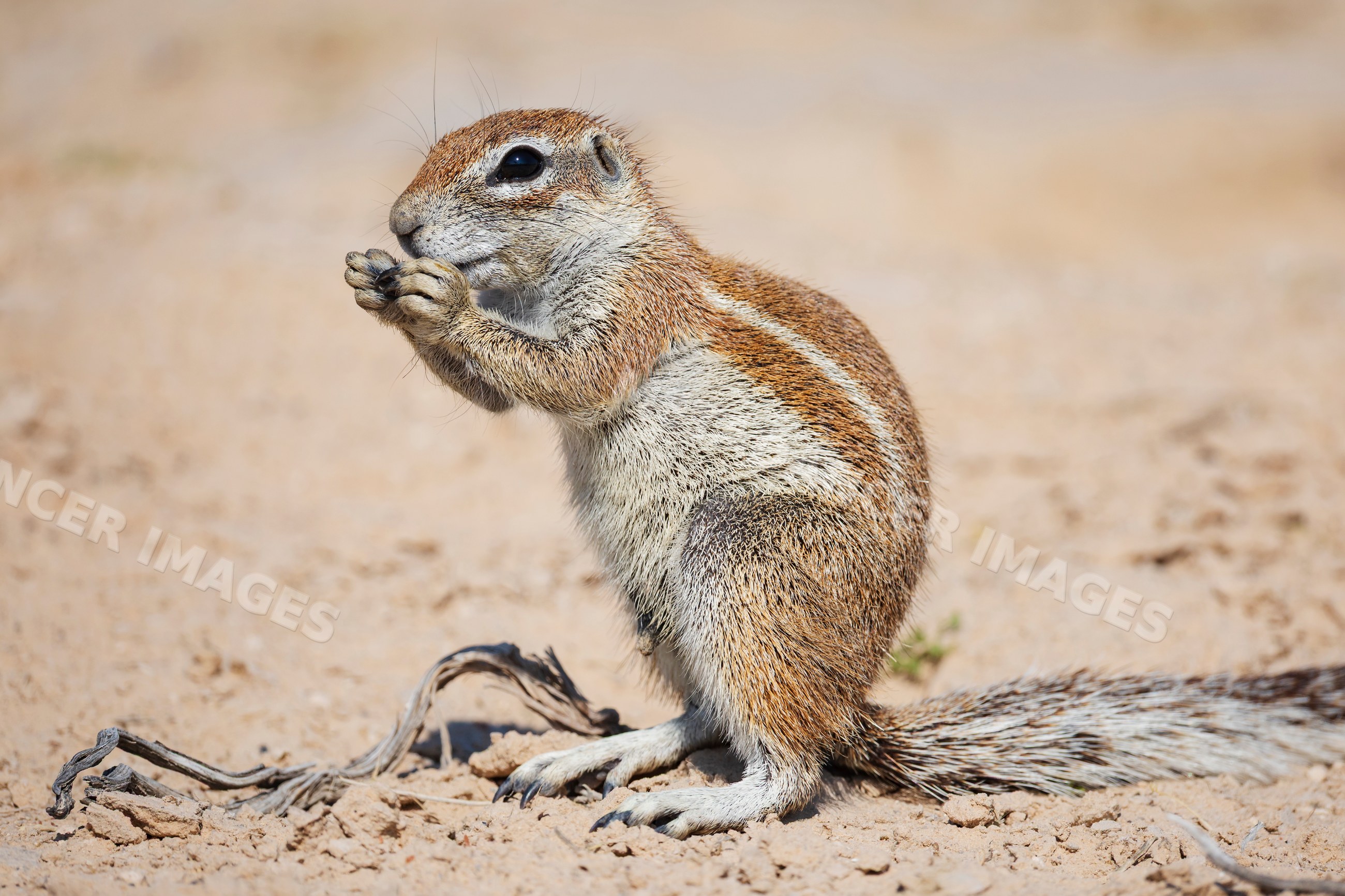African Ground Squirrel on dry soil in Kalahari Desert South Africa