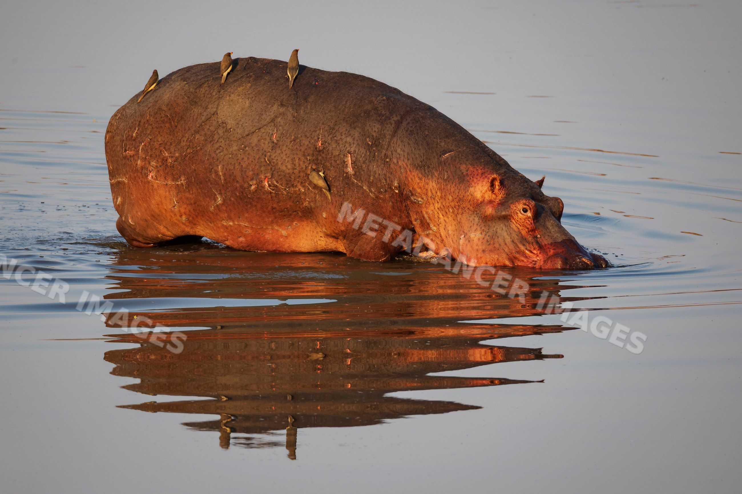Hippo entering the Luangwa River in a park