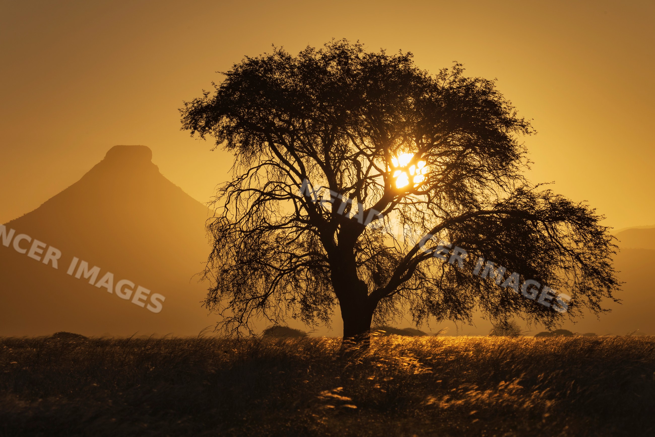 Blackthorn Acacia tree silhouette at Sunset in Namibia grassland