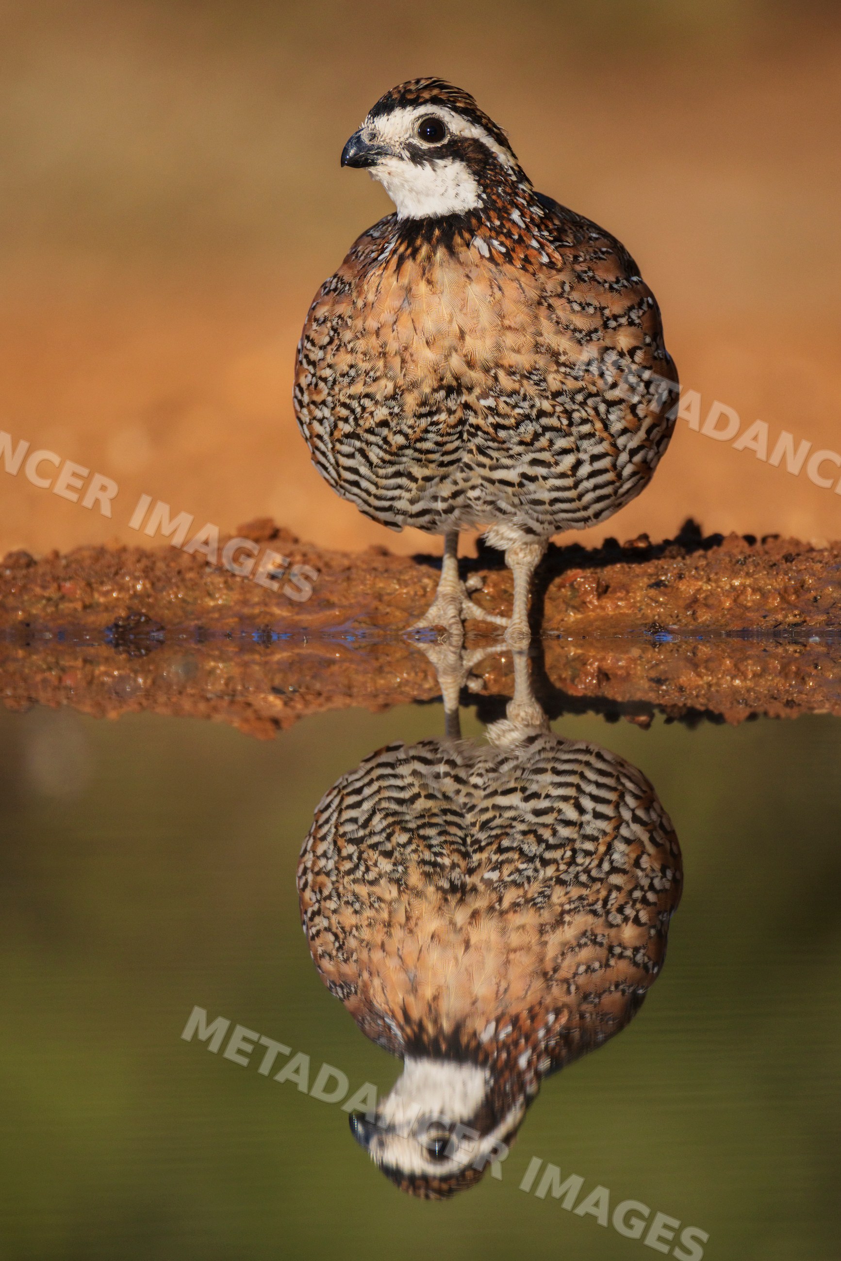Bobwhite Quail standing with reflection at santa clara Ranch