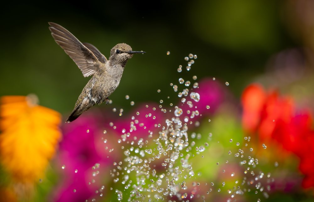 Hummingbird flying with water droplets among colorful garden flowers