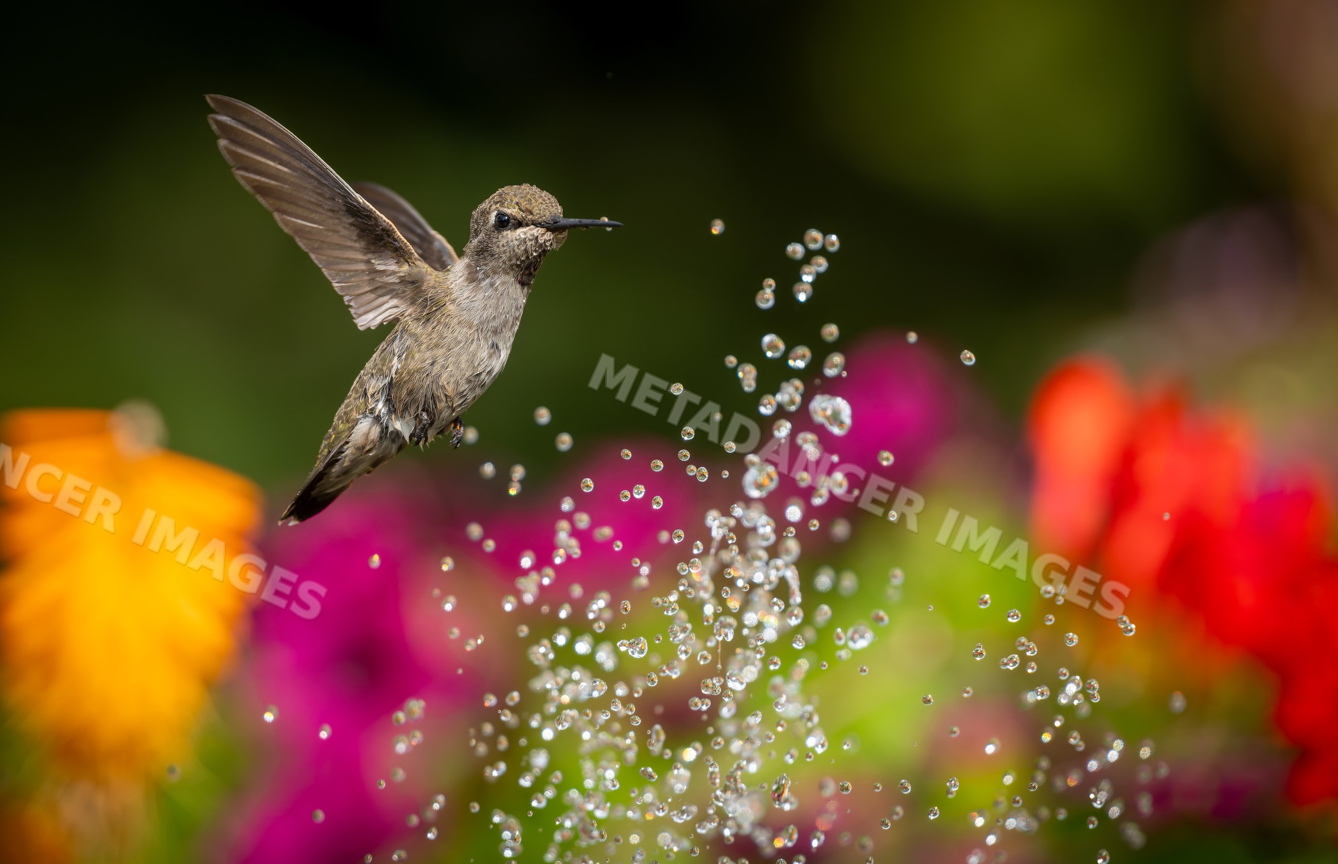 Hummingbird flying with water droplets among colorful garden flowers