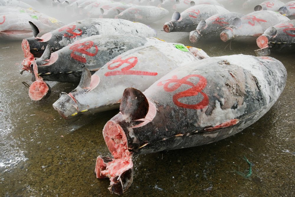 Frozen tuna carcasses displayed fish market