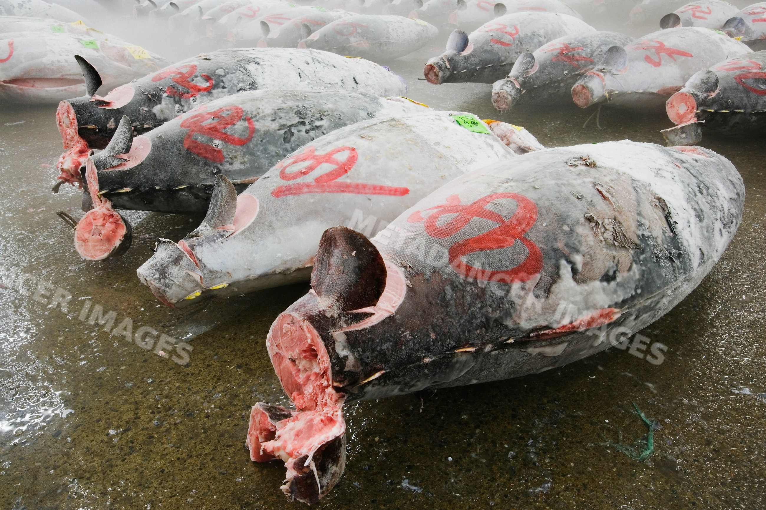 Frozen tuna carcasses displayed fish market