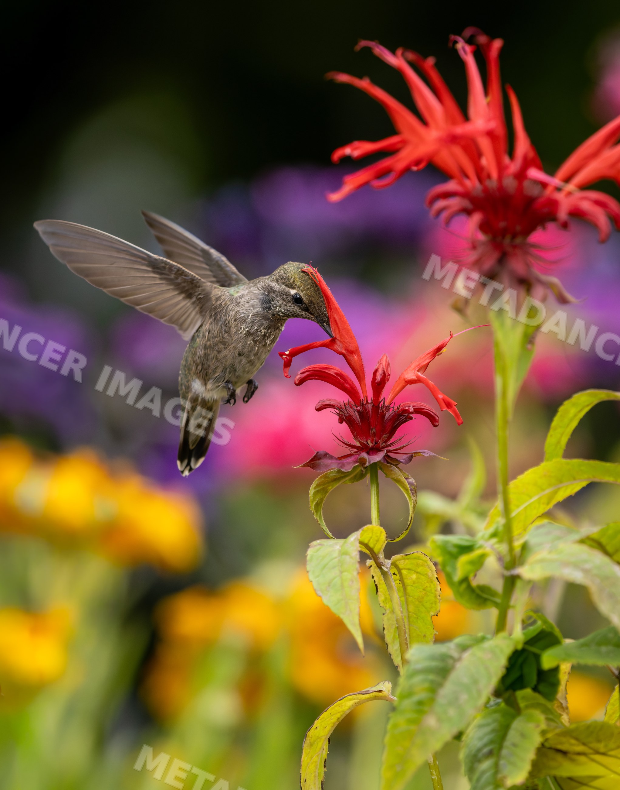 Hummingbird feeding nectar from red flower in garden