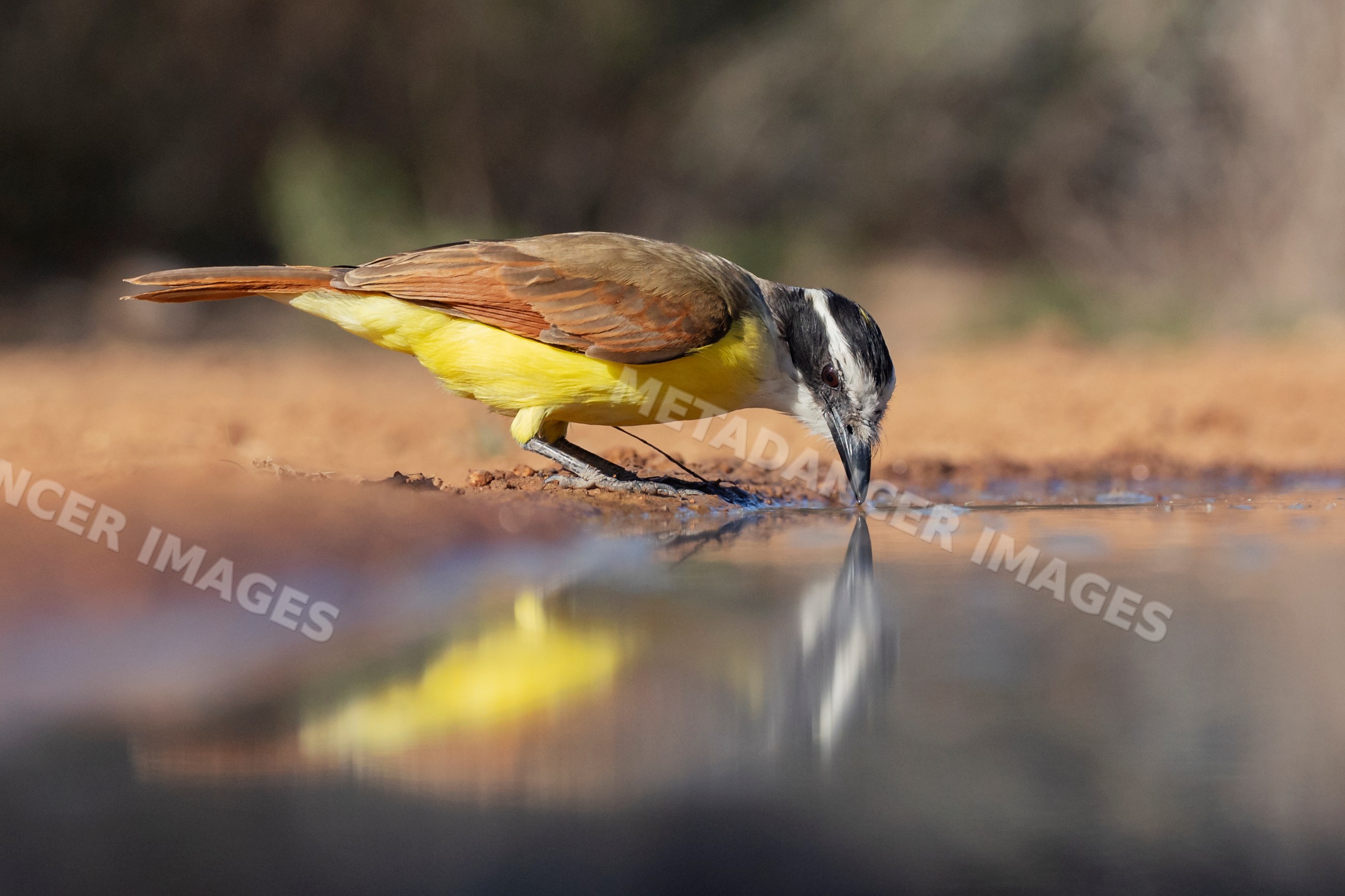 Greater kiskadee drinking at waterhole in texas