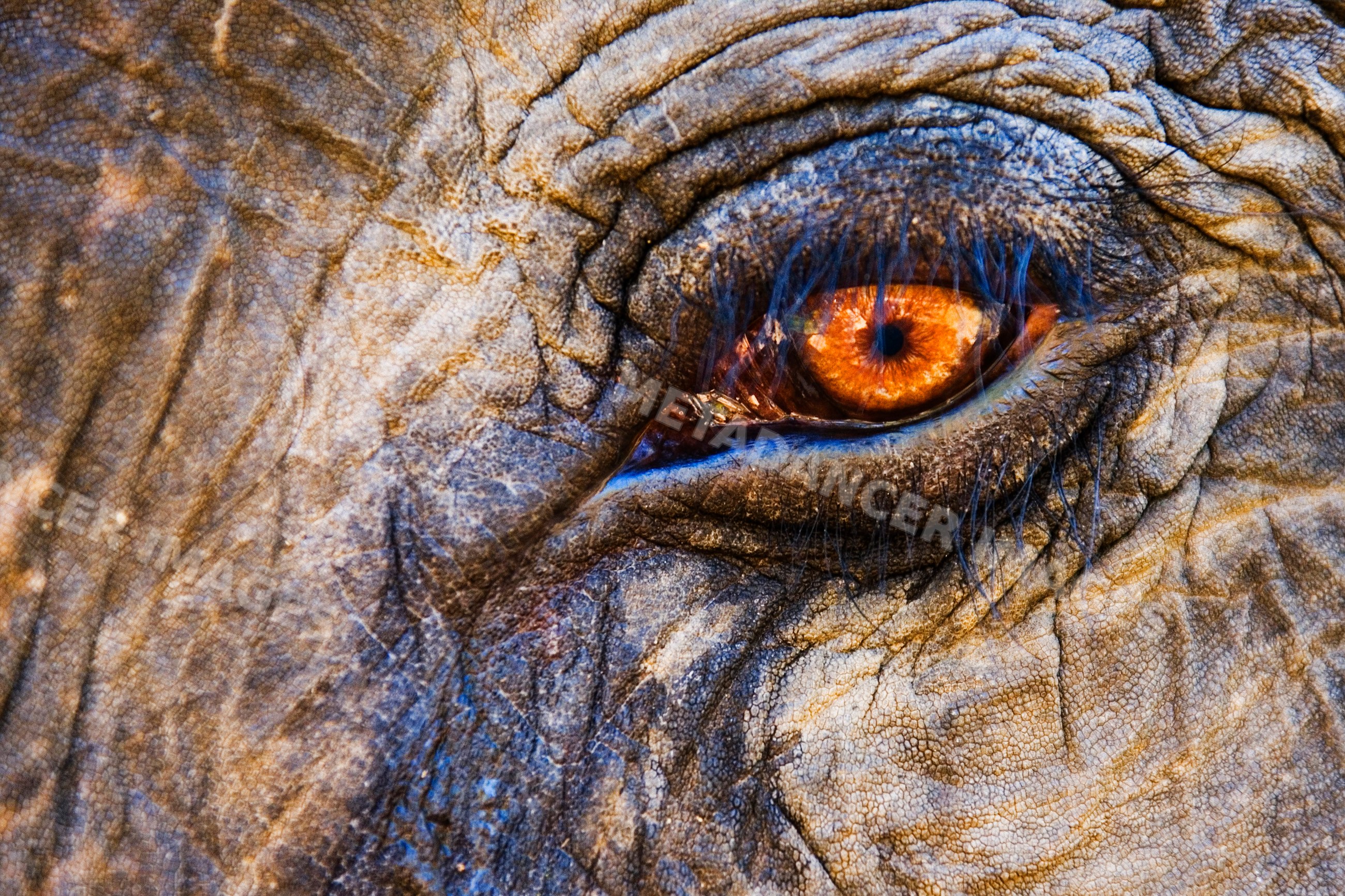 Close-up of indian elephant eye with detailed skin texture