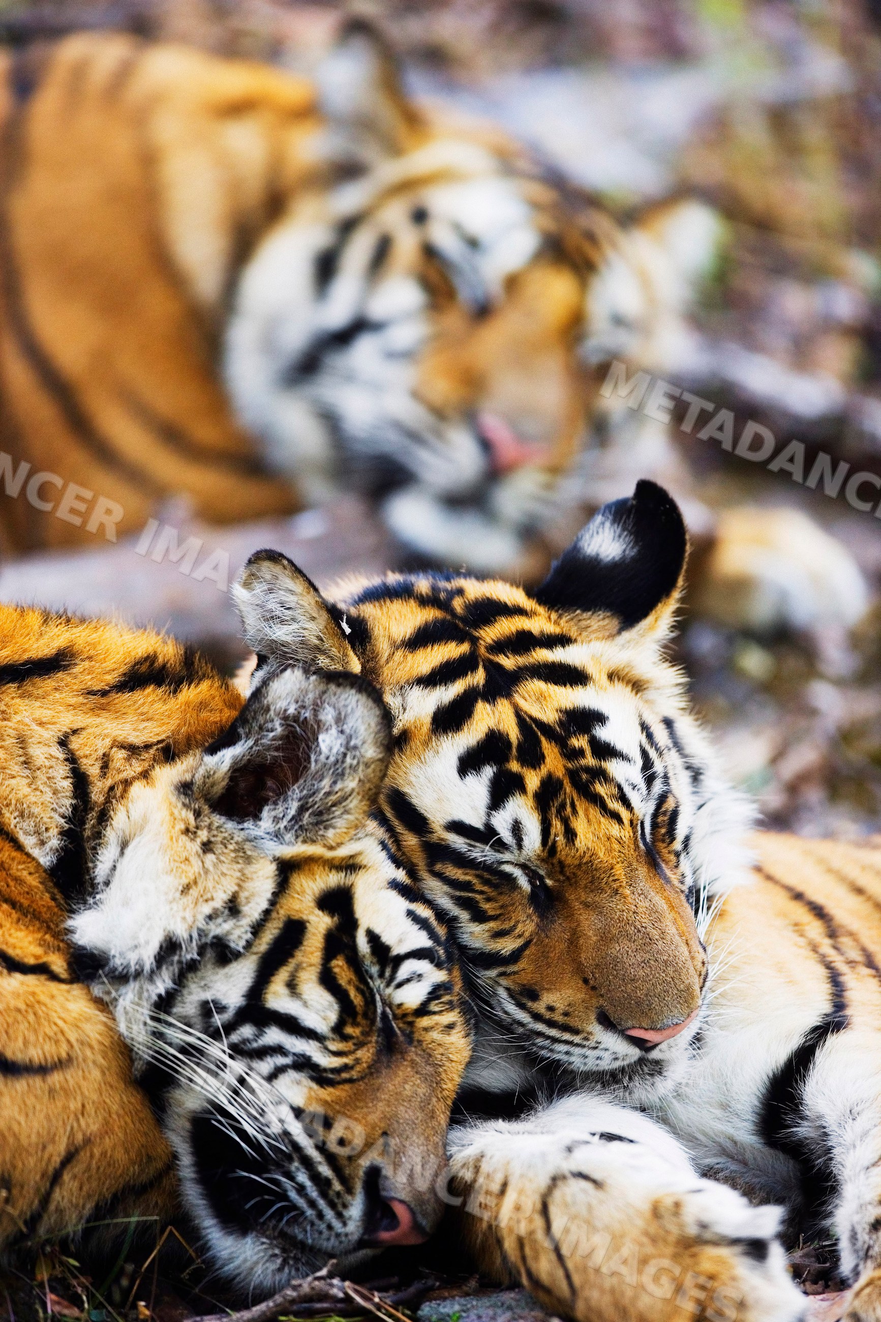 Tigers sleeping closely together in natural outdoor setting