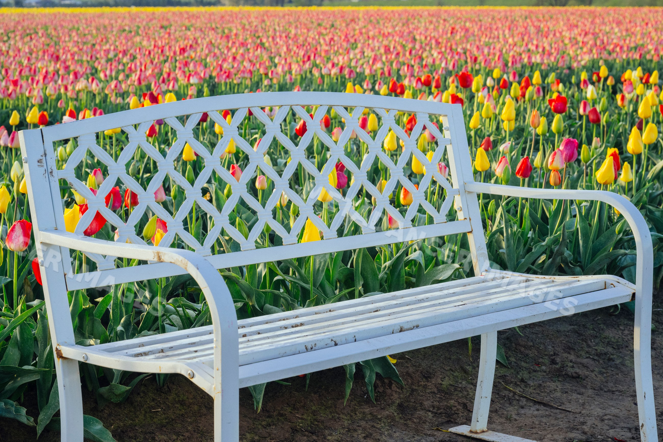 White bench by vibrant tulip field in spring USA