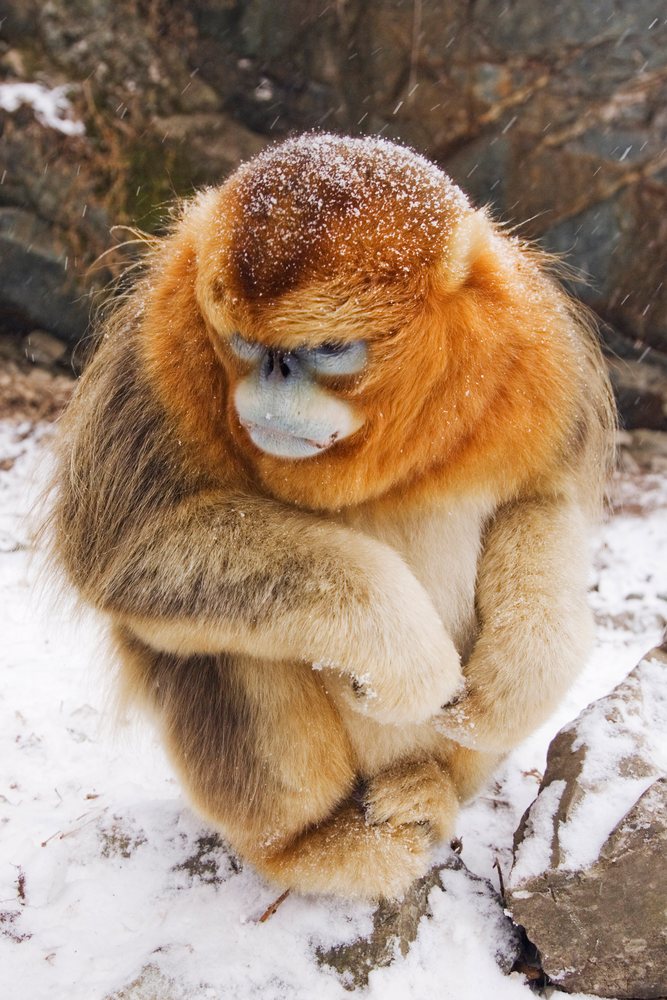 Golden monkey sitting on snow-covered ground, china