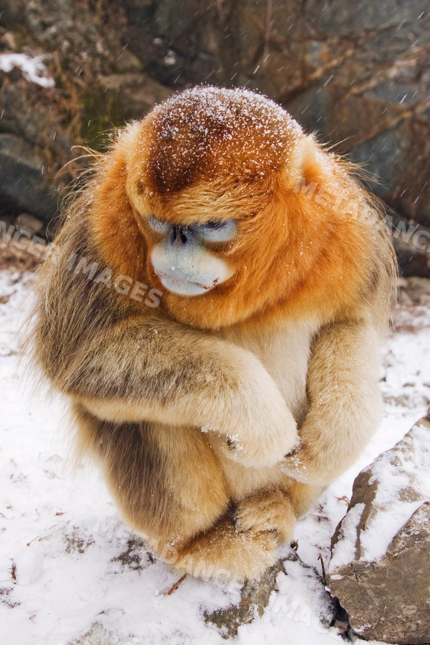 Golden monkey sitting on snow-covered ground, china