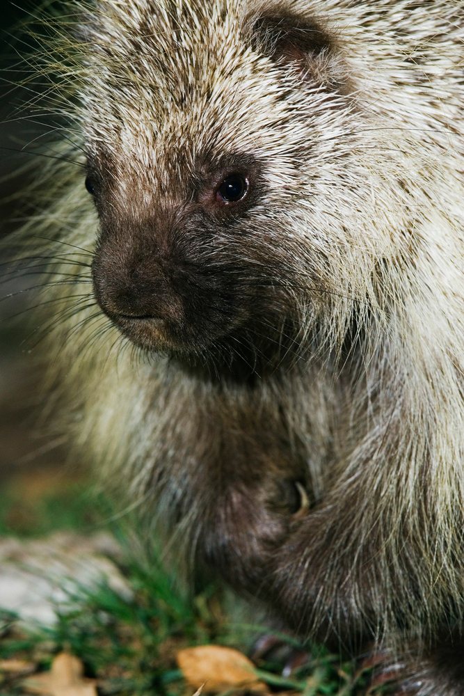 Close-up of porcupine showing quills and fur in Texas wildlife