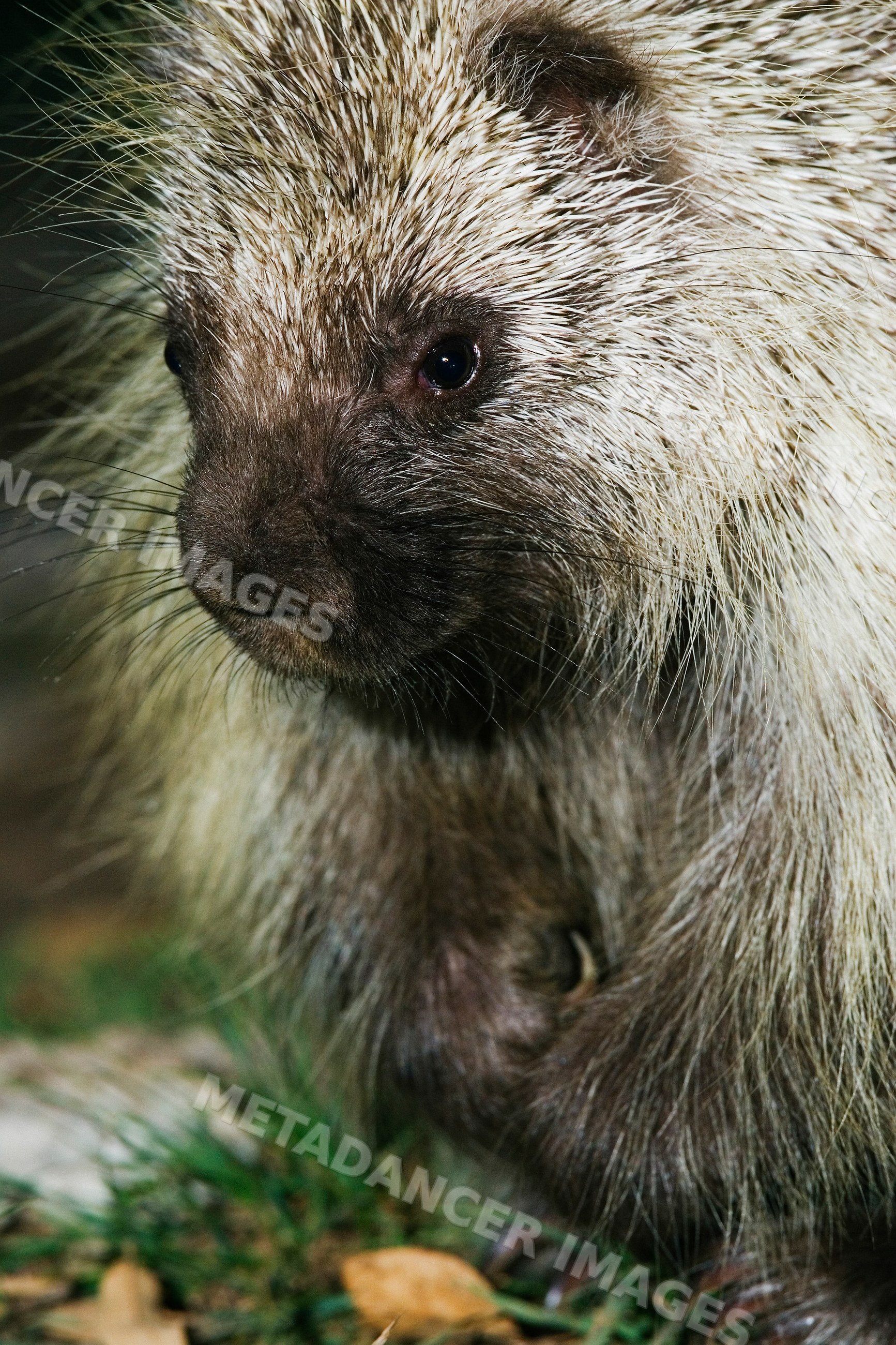 Close-up of porcupine showing quills and fur in Texas wildlife