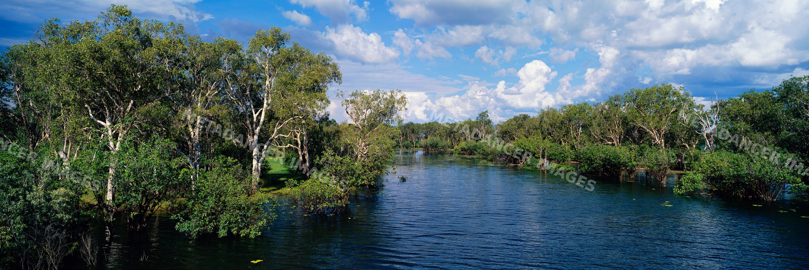 Jim creek flows through flooded trees under a partly cloudy sky