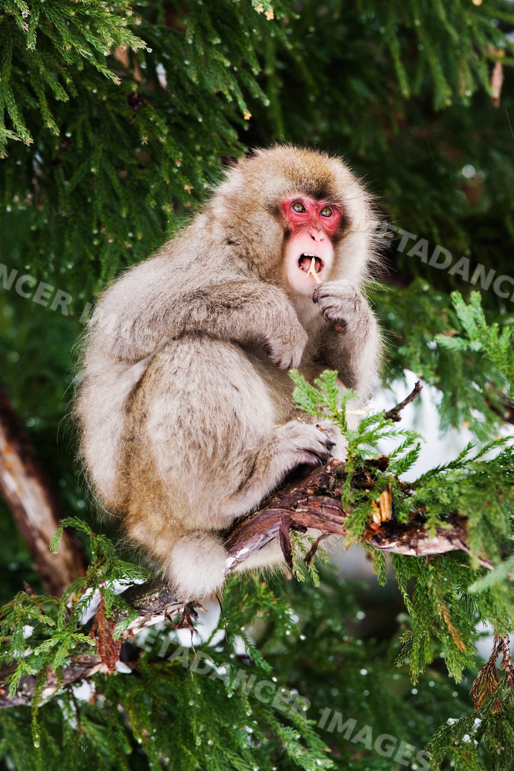 Japanese macaque eating twig on tree branch in winter in Japan