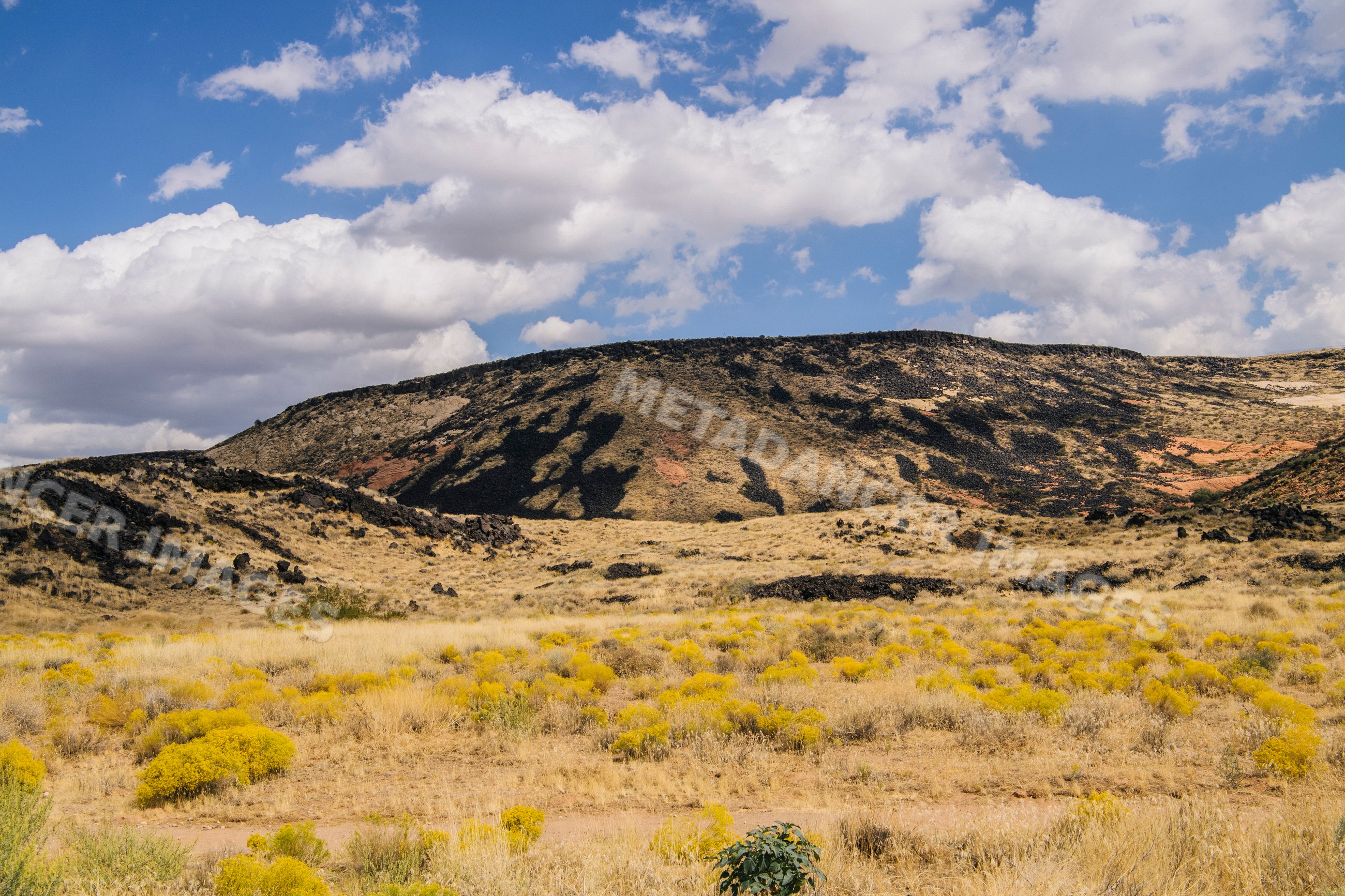 Desert landscape with yellow wildflowers and hills