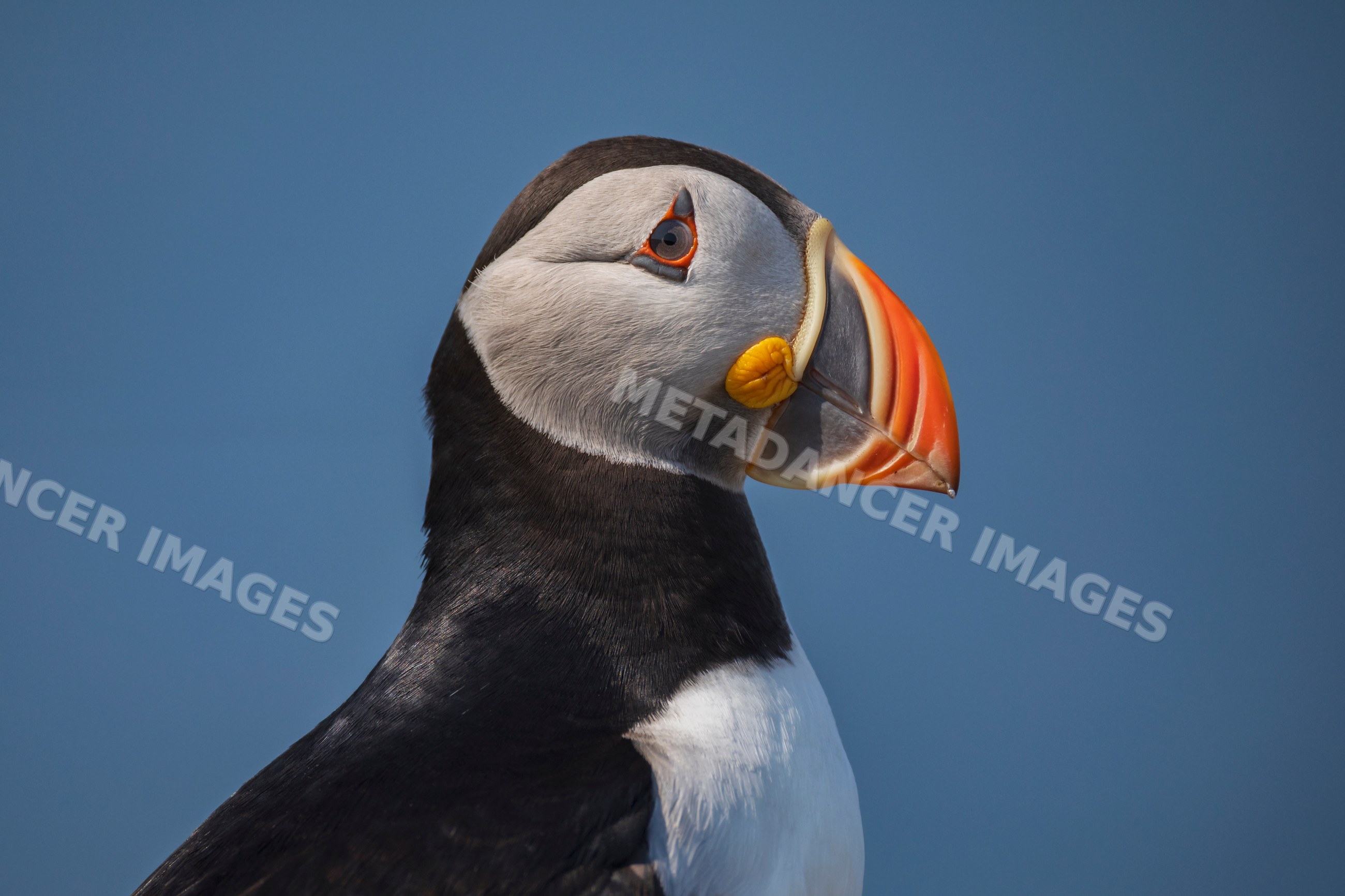 North Atlantic Puffin in profile with orange beak against blue sky