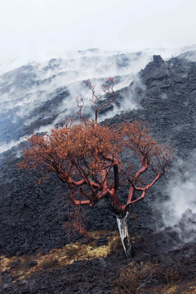 Burnt tree in smoking lava field at volcan pacaya, guatemala