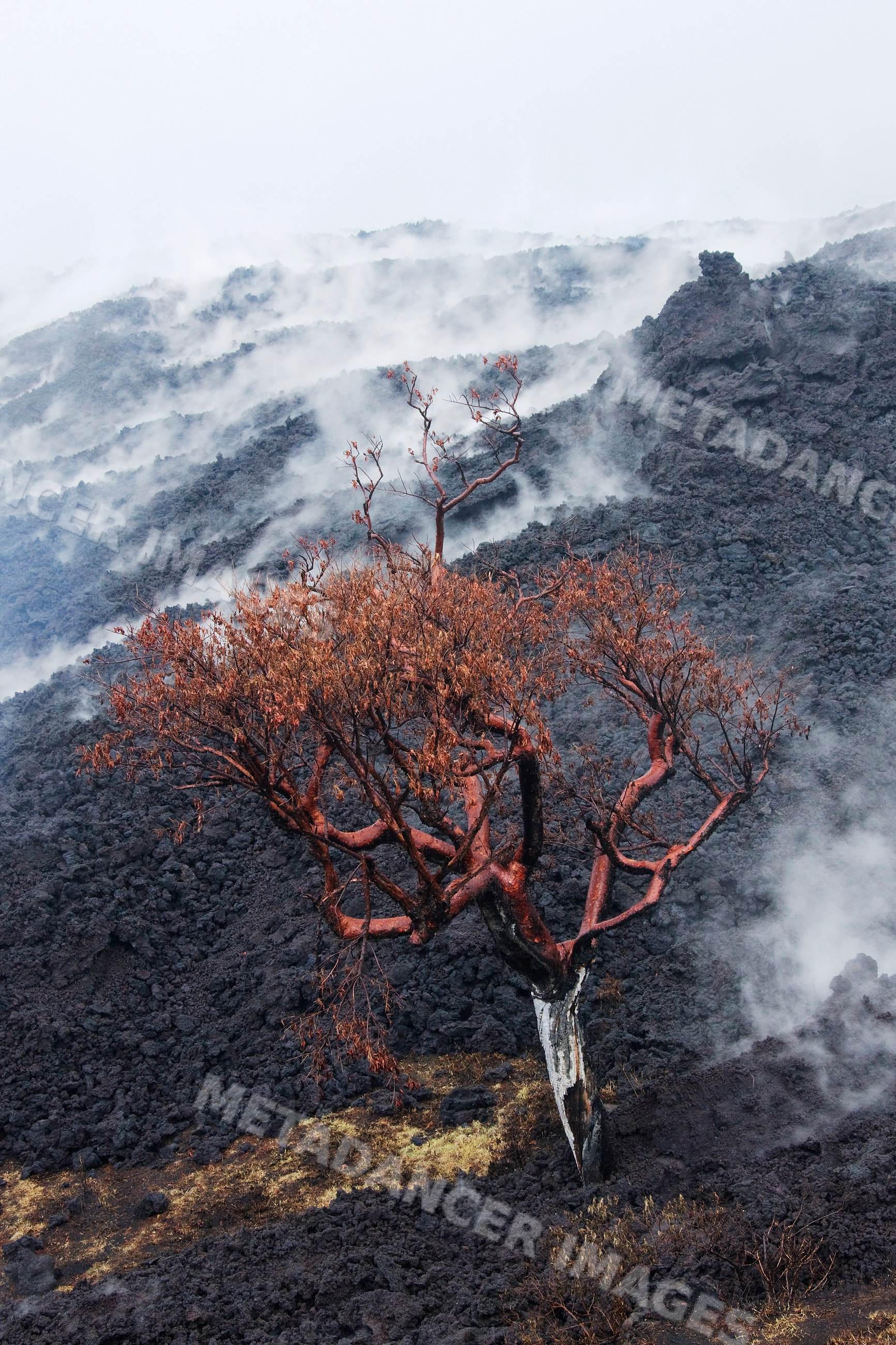 Burnt tree in smoking lava field at volcan pacaya, guatemala