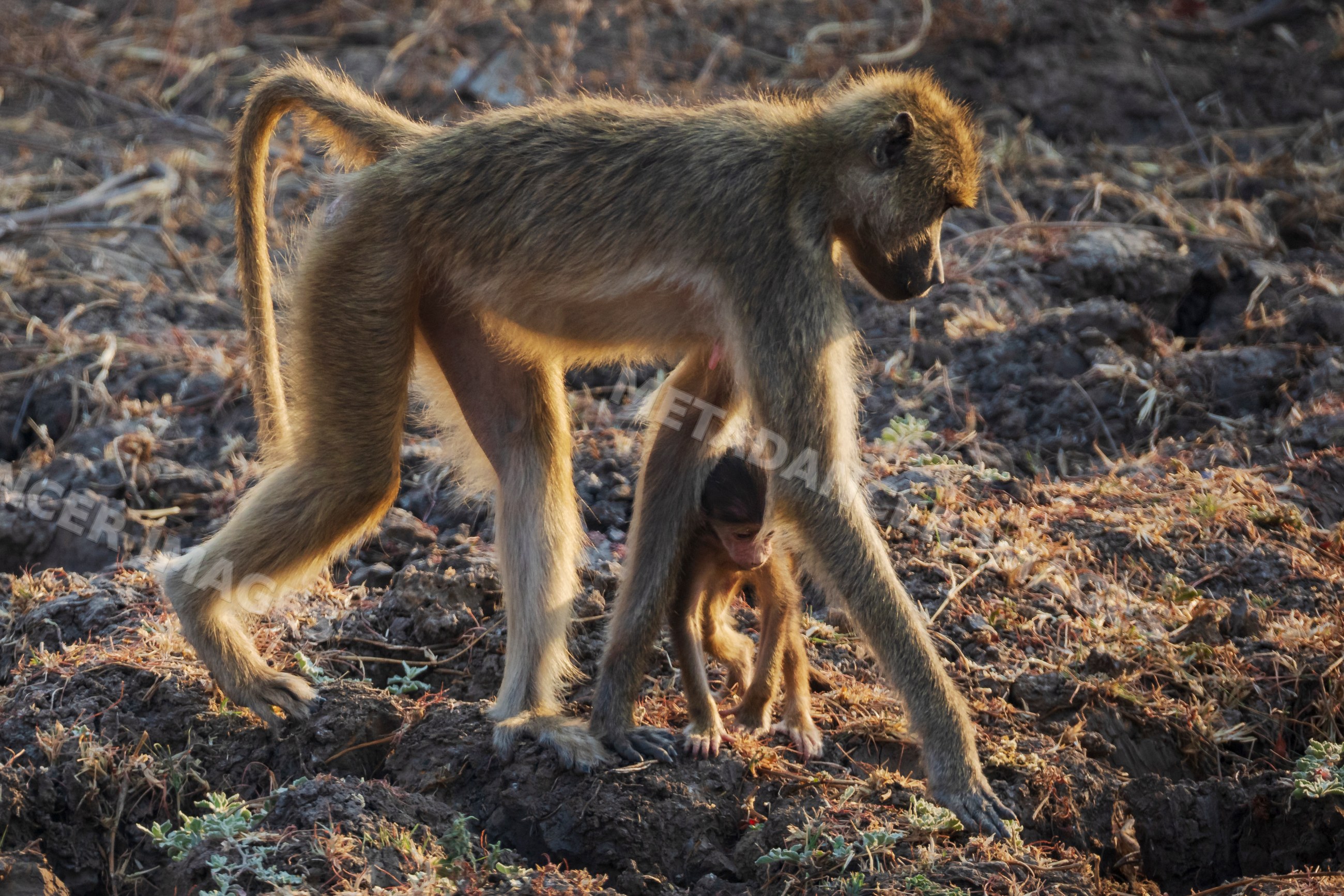 Baboon foraging with young in South Luangwa national park Zambia