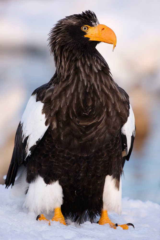 Steller's sea eagle perched on snow, japan