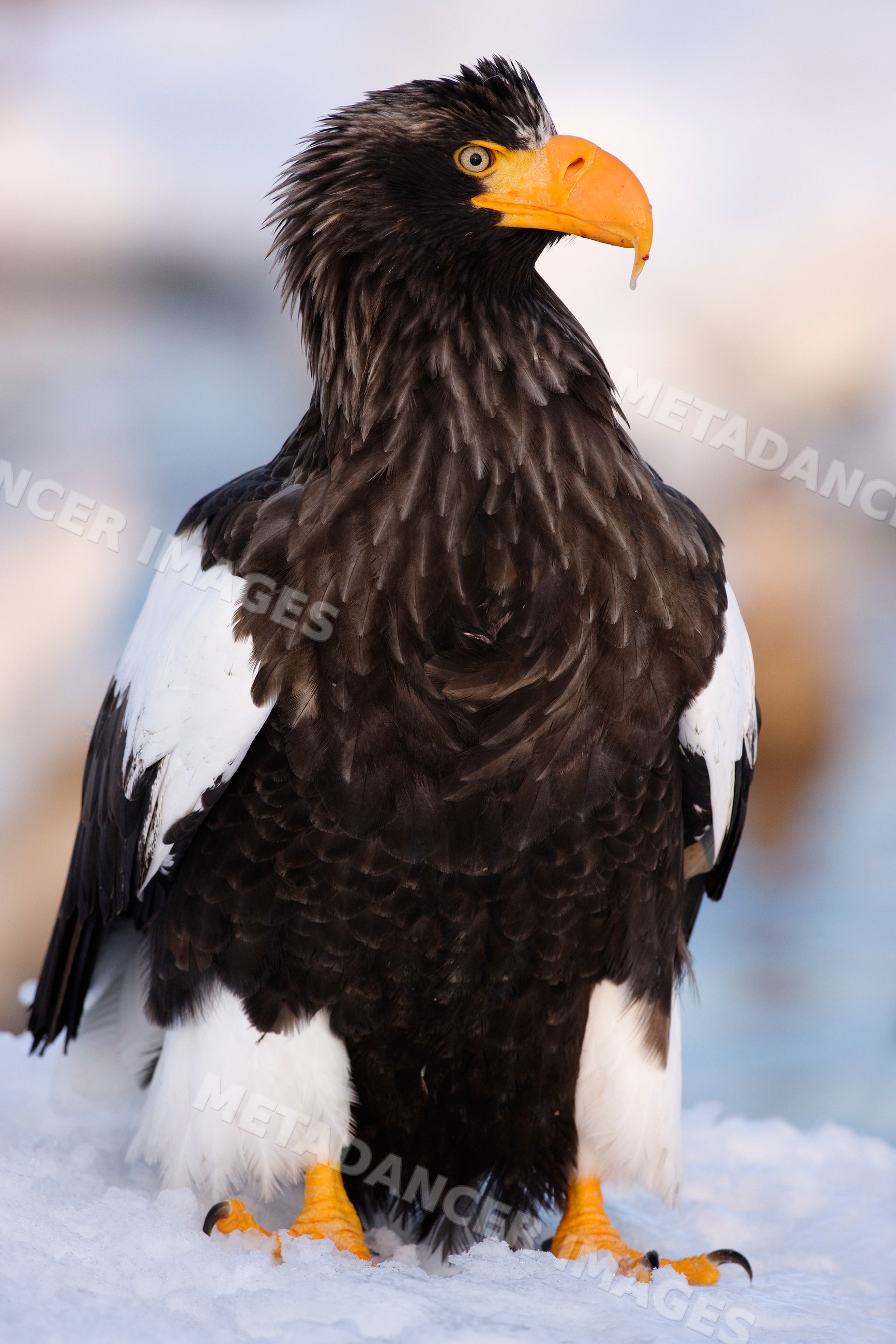 Steller's sea eagle perched on snow, japan