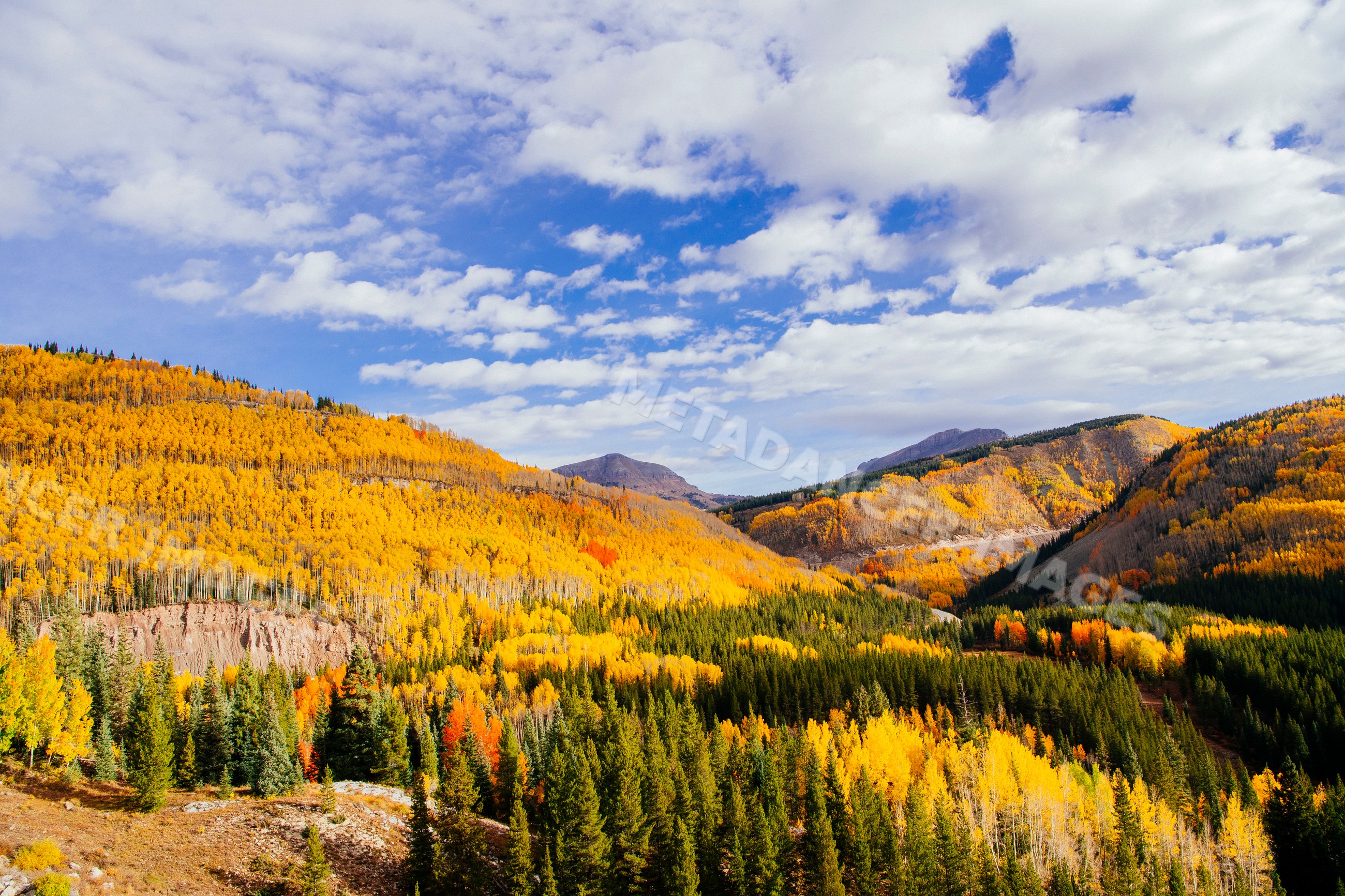 Fall colors highlight mountain forest near Durango Colorado